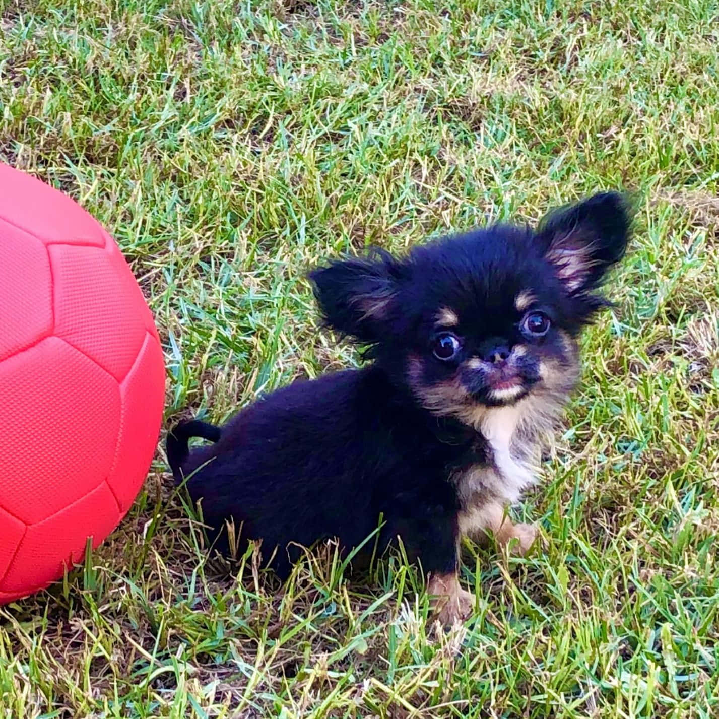 Teacup Chihuahua 桌布 壁紙 — 一隻細小黑色和棕褐色吉娃娃小狗，有大眼睛，警覺地坐在綠色草地上，旁邊有一個鮮紅色的足球。