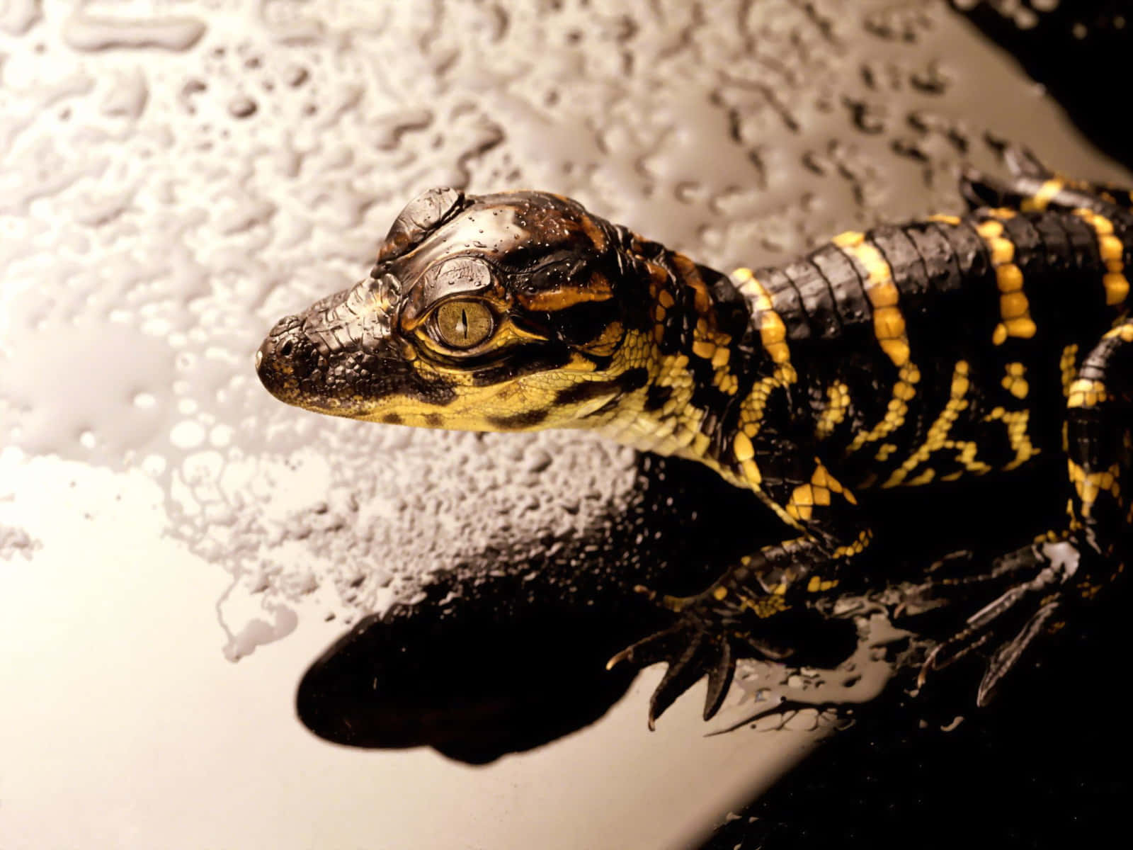 reptile 桌布 壁紙 — 一隻細小黑色和黃色的凱門鱷在淺水中休息的特寫，水面有水滴。