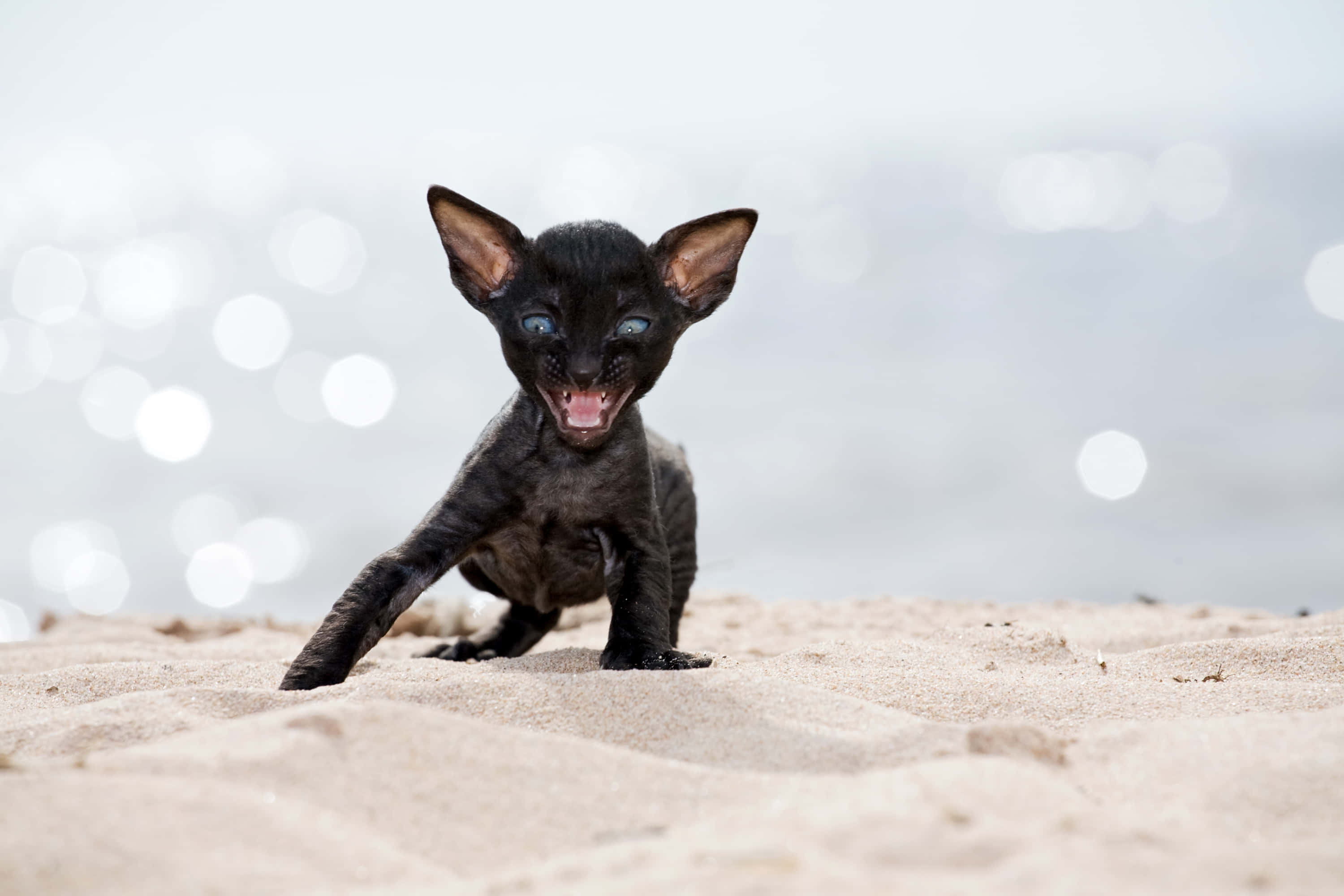 Cornish Rex 桌布 壁紙 — 一隻細小黑色無毛小貓，擁有引人注目的藍色眼睛，在陽光明媚的沙灘上玩耍般地叫著，身後是閃閃發光的水面。