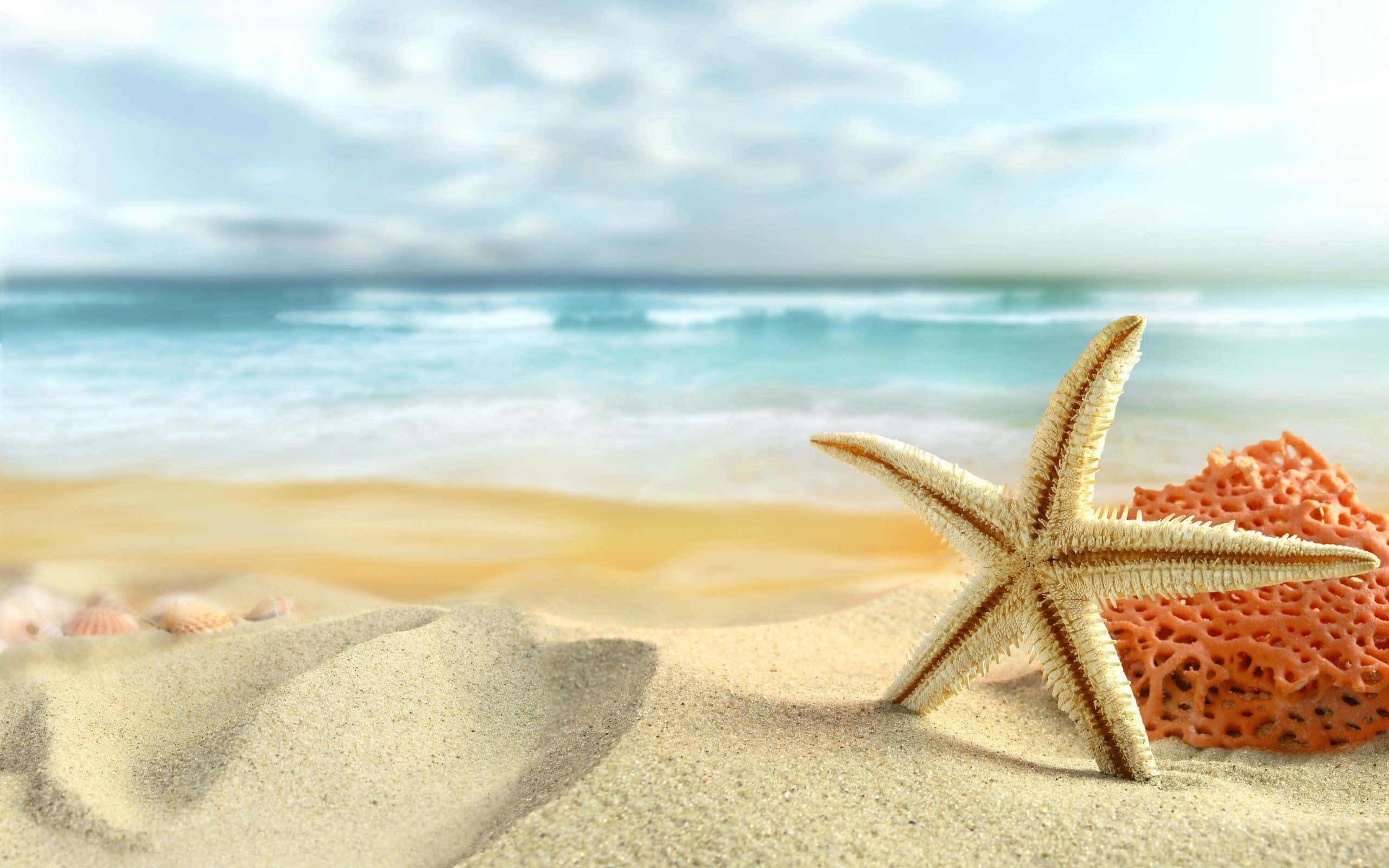 Best Summer 桌布 壁紙 — 一隻細節清晰的海星躺在金色沙灘上，旁邊有一個橙色海綿，背景是青綠色的海浪翻滾。