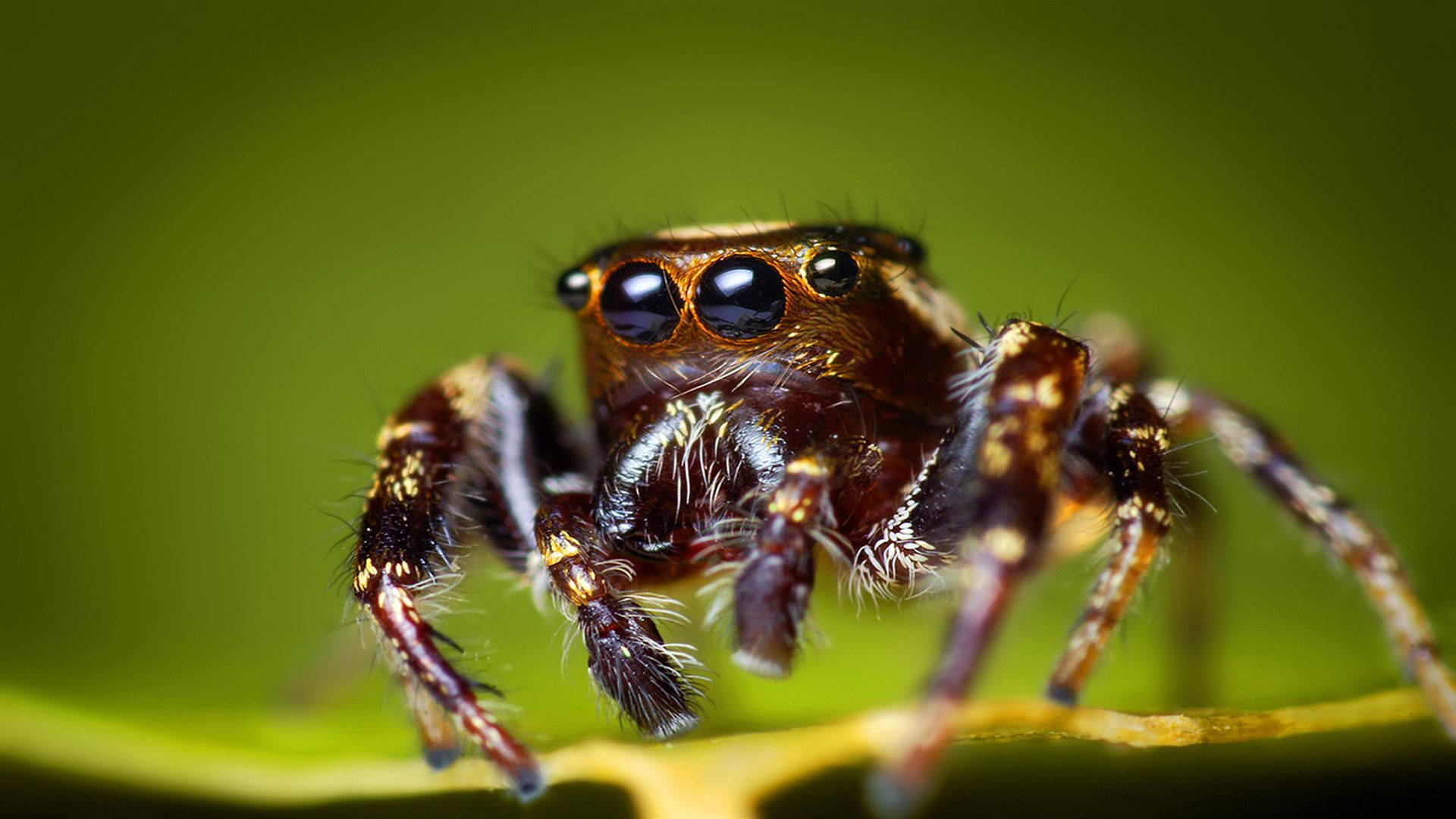 Insect 桌布 壁紙 — 一隻細節豐富、大眼睛的跳蛛棲息在綠葉上的微距照片。