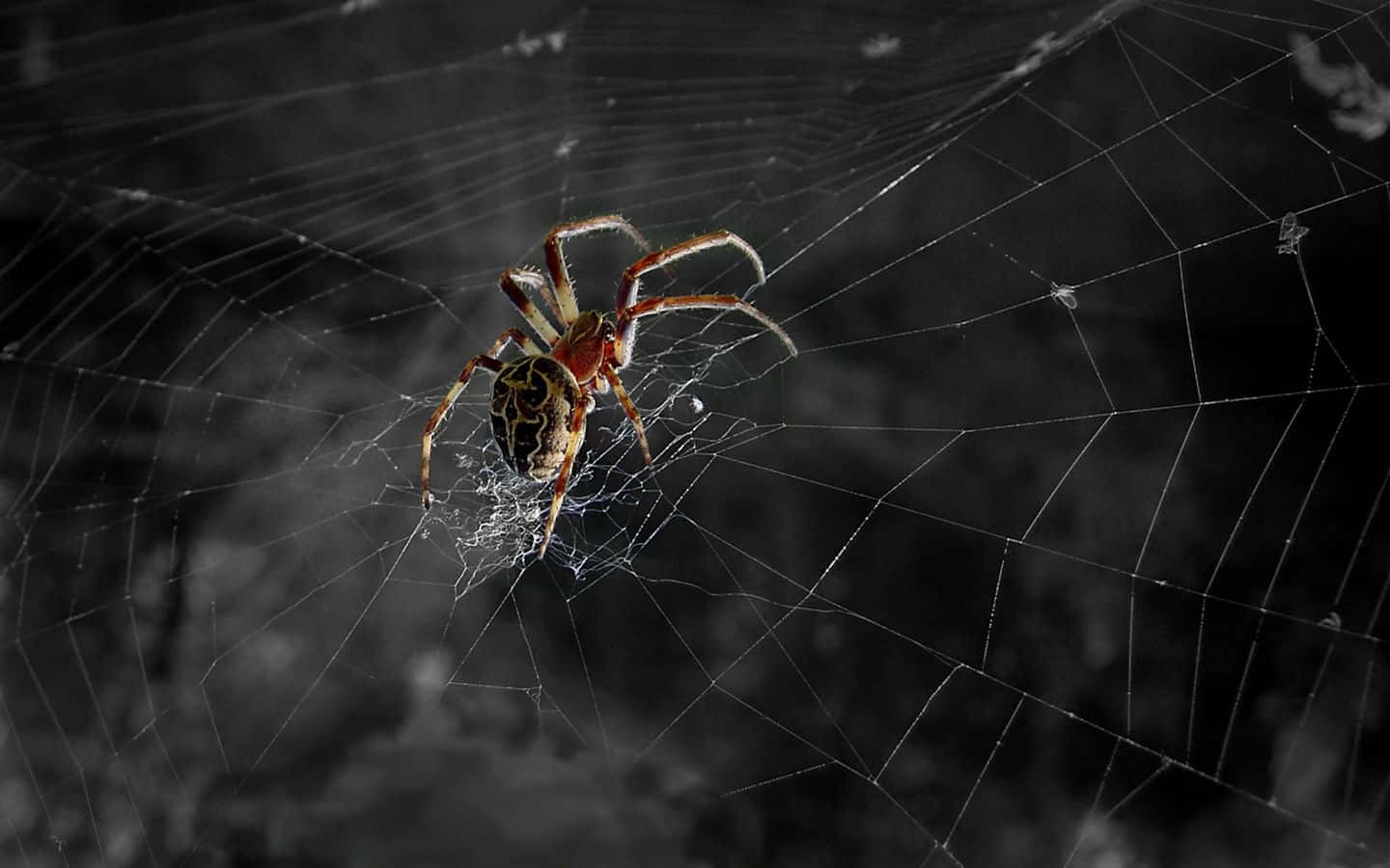 Spider Web 桌布 壁紙 — 一隻細節豐富、腹部帶有圖案的蜘蛛，在黑暗模糊的背景中，停留於精緻蜘蛛網的中心。