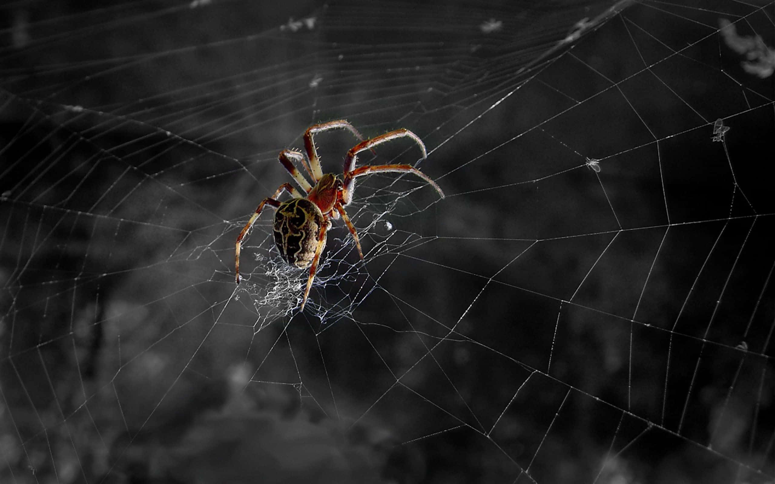 Spider 桌布 壁紙 — 一隻細節豐富、腹部帶有圖案的蜘蛛，在黑暗模糊的背景中，棲息於精緻蜘蛛網的中心。