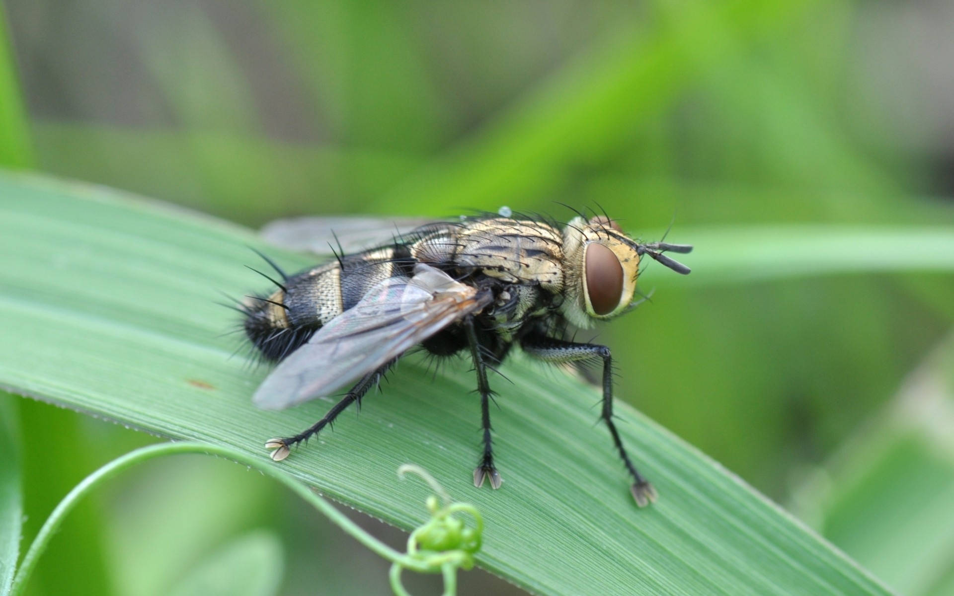 fly 桌布 壁紙 — 一隻細節豐富、身體帶條紋及大眼睛的蒼蠅，棲息在鮮綠色葉片上的特寫。