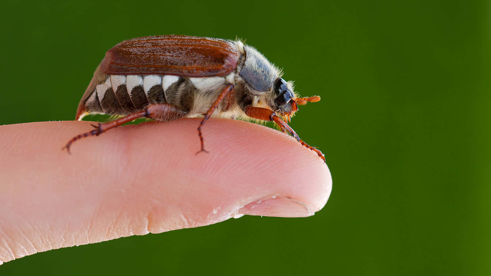 bug 桌布 壁紙 — 一隻細節豐富的棕白色甲蟲，輕柔地停歇在人類指尖上，背景是鮮豔的綠色。