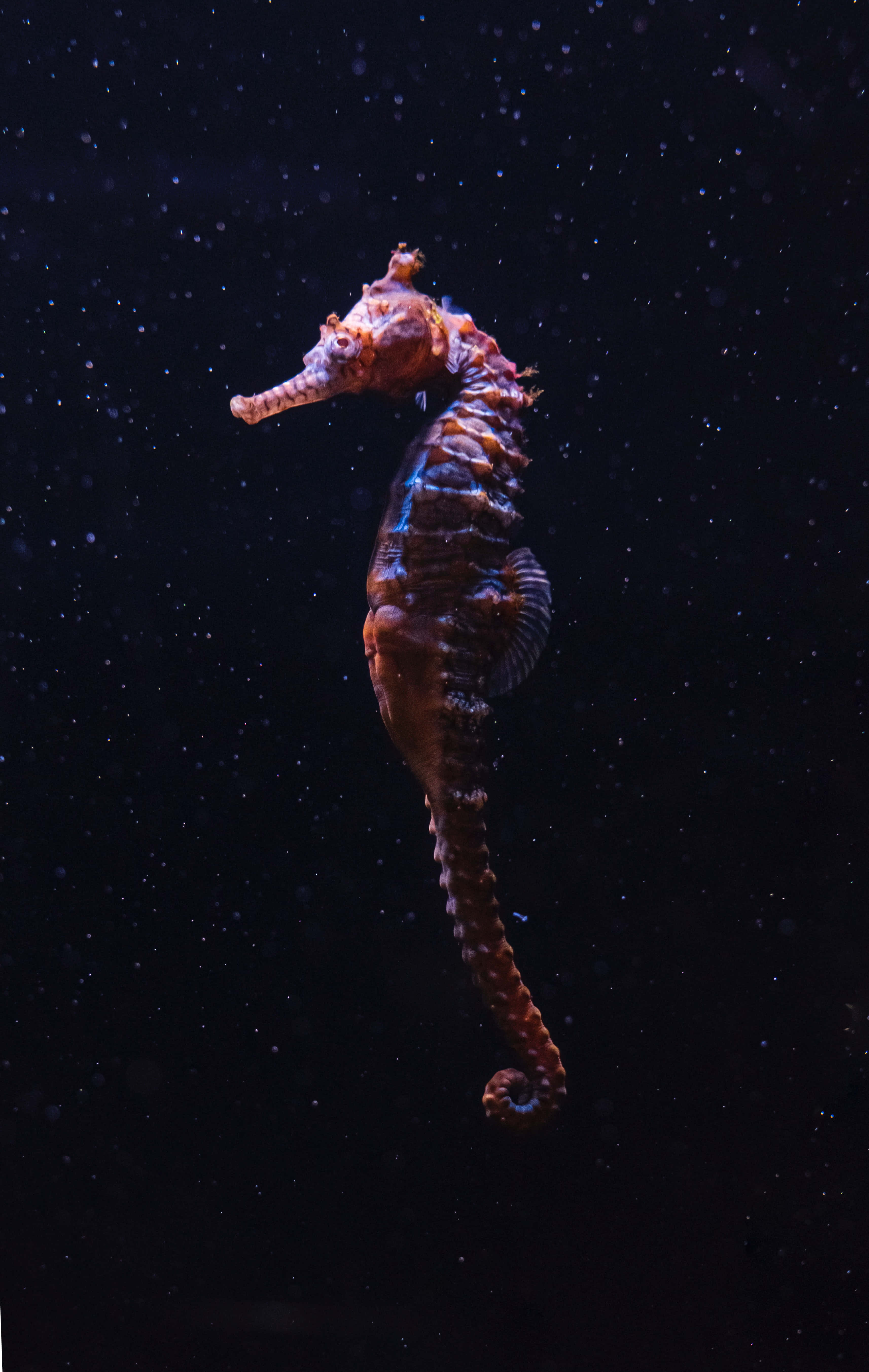 海馬 桌布 壁紙 — 一隻細節豐富的海馬在黑暗、斑點點的水下背景下散發著溫暖的橙色和藍色色調。