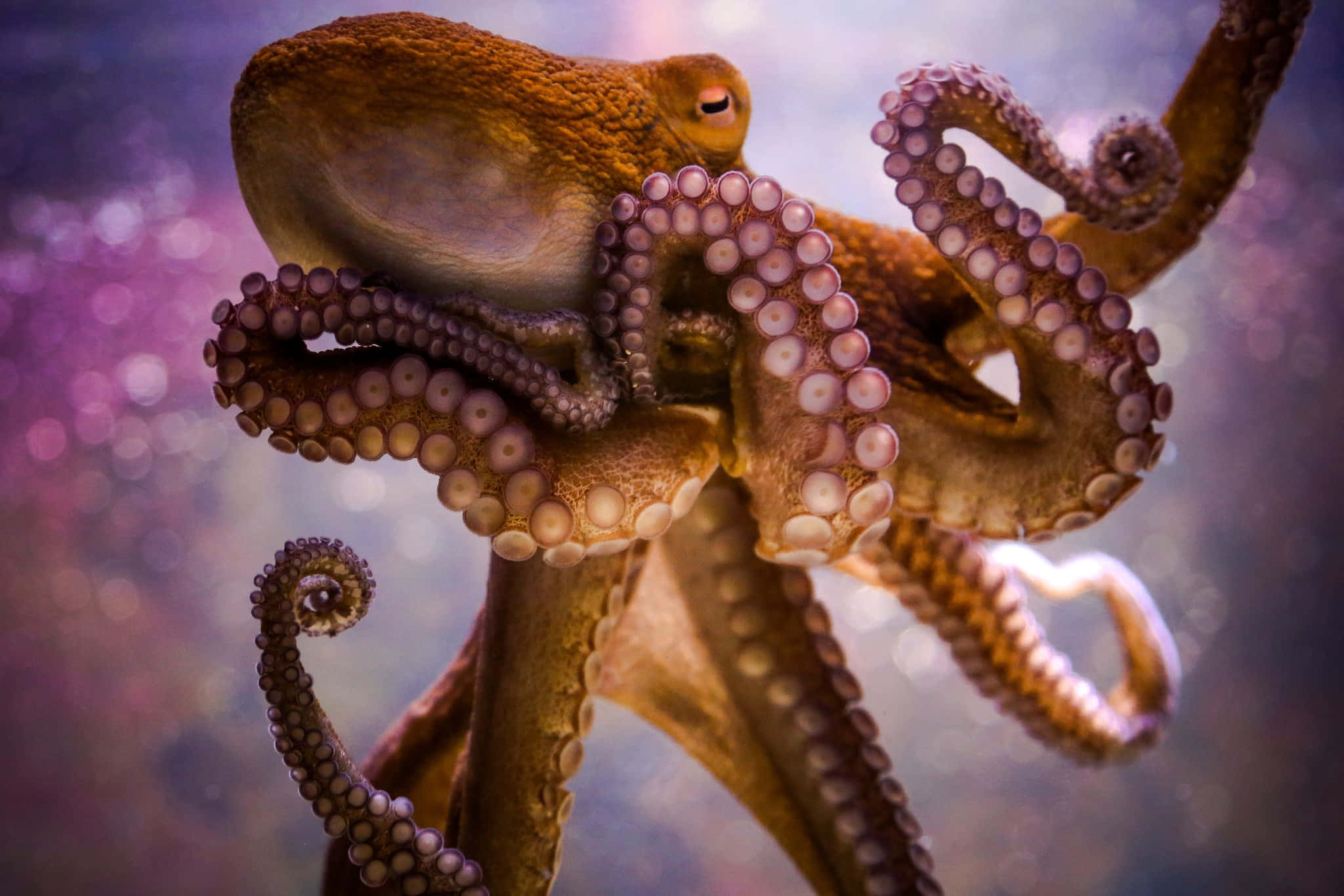 Giant Squid 桌布 壁紙 — 一隻細節豐富的章魚特寫，皮膚有紋理，帶有吸盤，背景是柔和的紫色散景。