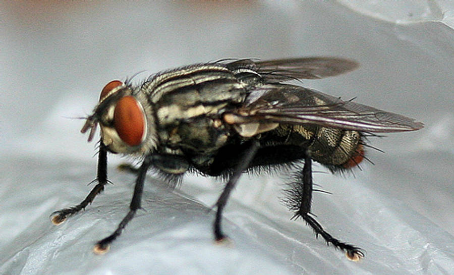 fly 桌布 壁紙 — 一隻細節豐富的蒼蠅，紅眼睛、條紋身體，停在皺巴巴的塑膠表面上的特寫微距照片。