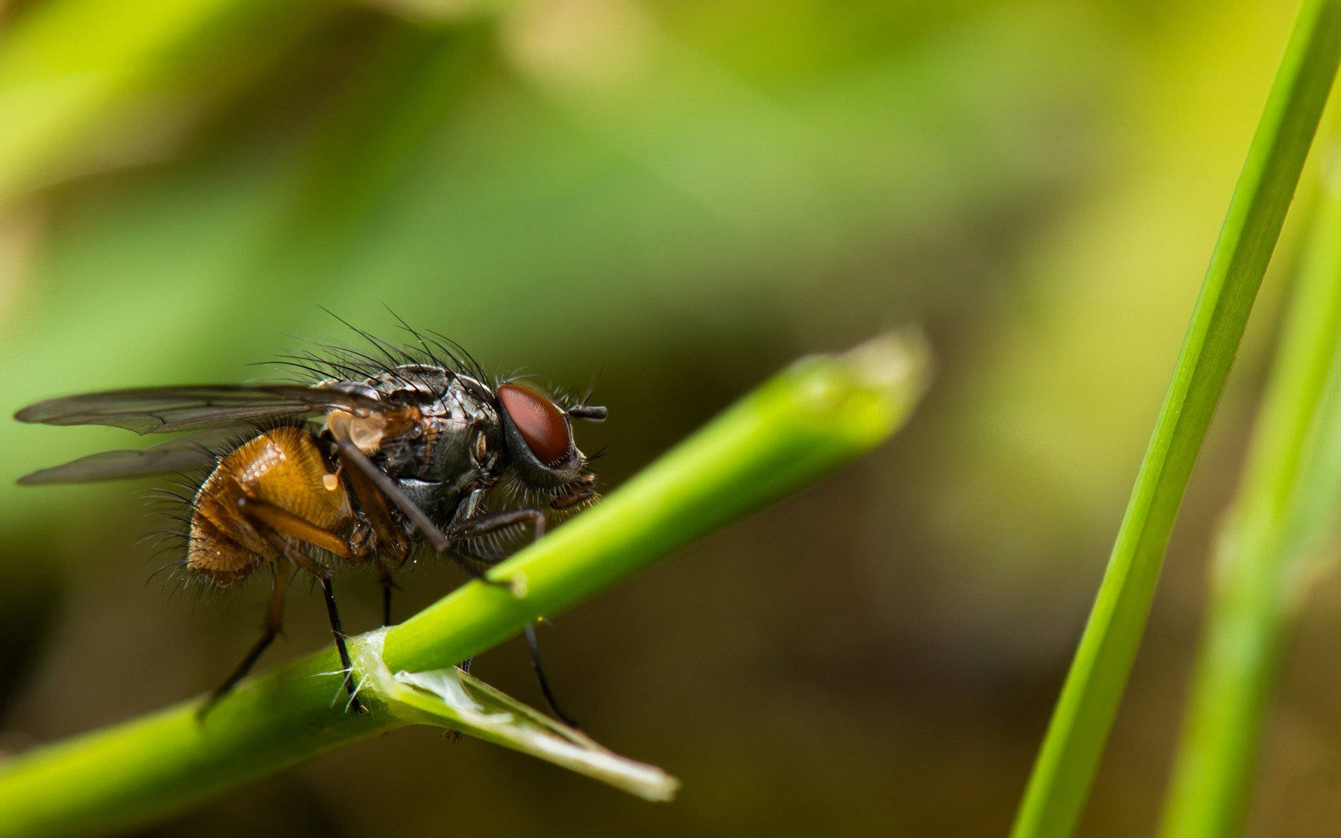fly 桌布 壁紙 — 一隻細節豐富的蒼蠅棲息在充滿活力的綠色草葉上，背景柔和模糊的自然環境特寫。