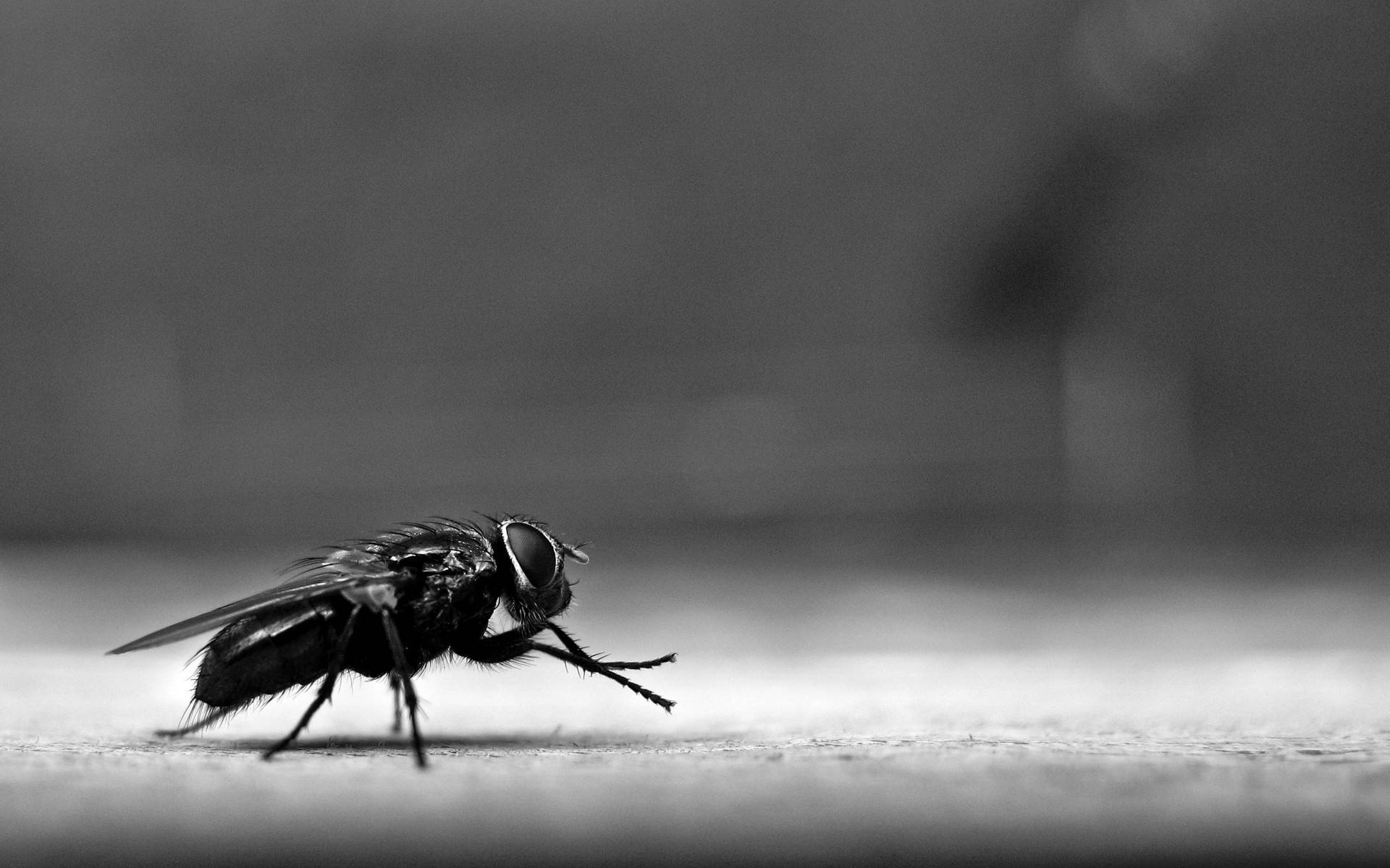fly 桌布 壁紙 — 一隻細節豐富的蒼蠅棲息在紋理表面上的黑白微距照片，背景模糊。