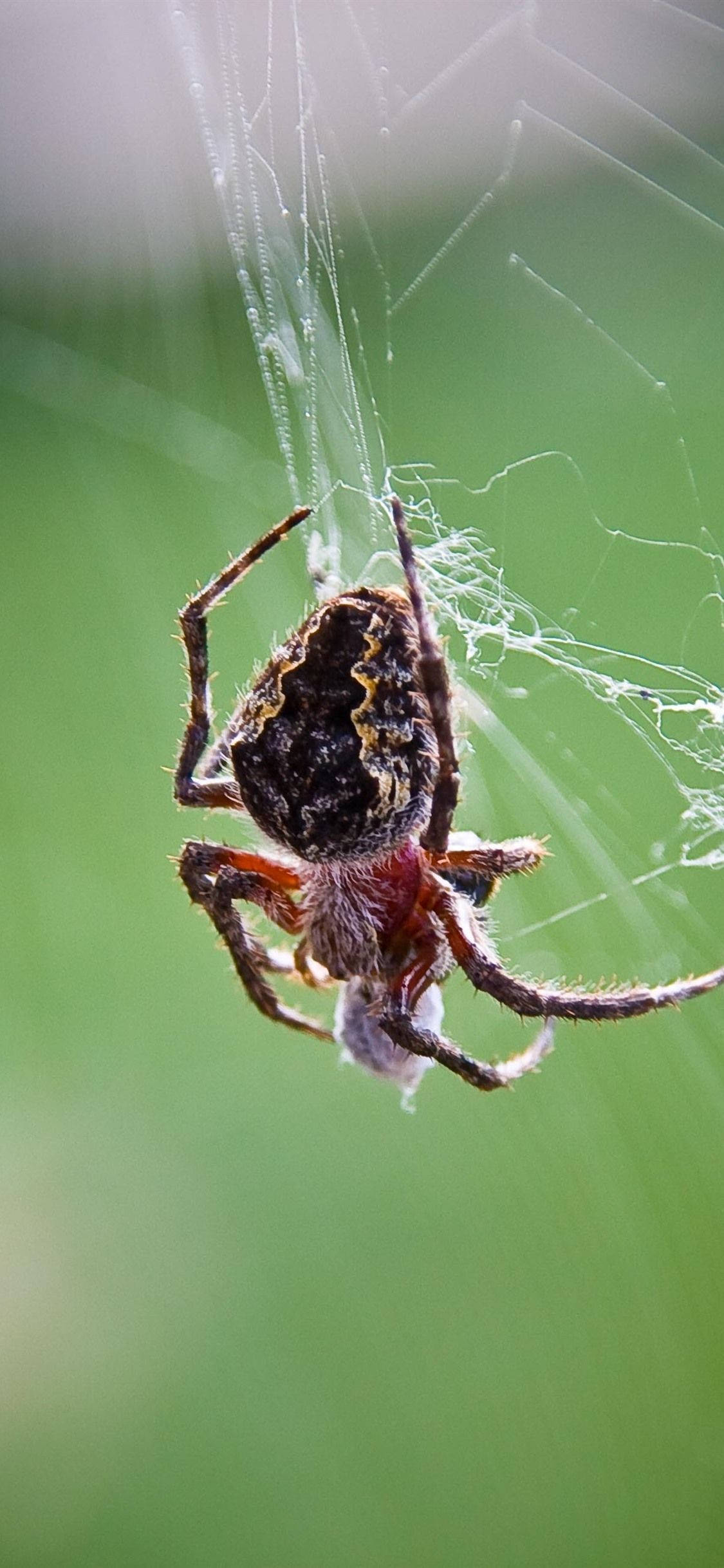 Spider 桌布 壁紙 — 一隻細節豐富的蜘蛛特寫，腹部帶有圖案，腿部呈紅色，懸掛在錯綜複雜的蜘蛛網上，背景為柔和的綠色。