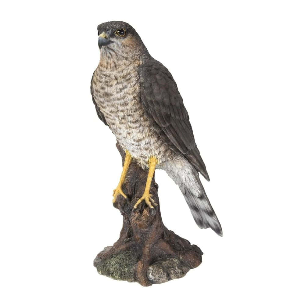 Sparrow Hawk 桌布 壁紙 — 一隻細節豐富的鷹雕像警覺地棲息在一個多節的樹樁上，背景是純白色。