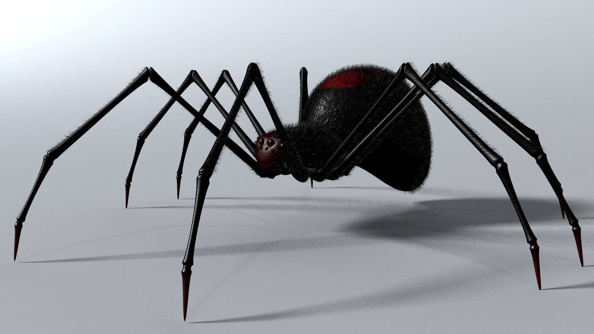Spider 桌布 壁紙 — 一隻細節豐富的黑寡婦蜘蛛，帶有紅色沙漏標記，靜止在純灰色表面上。