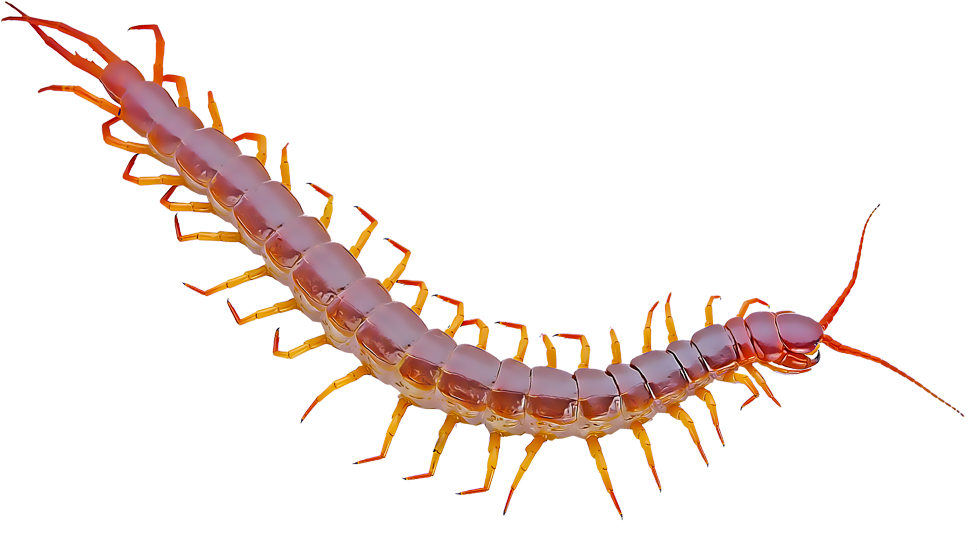 Centipede 桌布 壁紙 — 一隻細節鮮明的蜈蚣，帶有半透明的粉紅色節段和明亮的橙色腿，在純黑色背景上對角線爬行。
