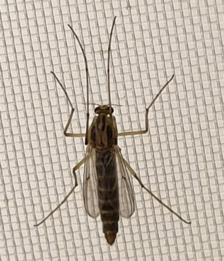 fly 桌布 壁紙 — 一隻細長像蚊子的昆蟲，有長腿和透明翅膀，停在白色網格螢幕上的特寫。