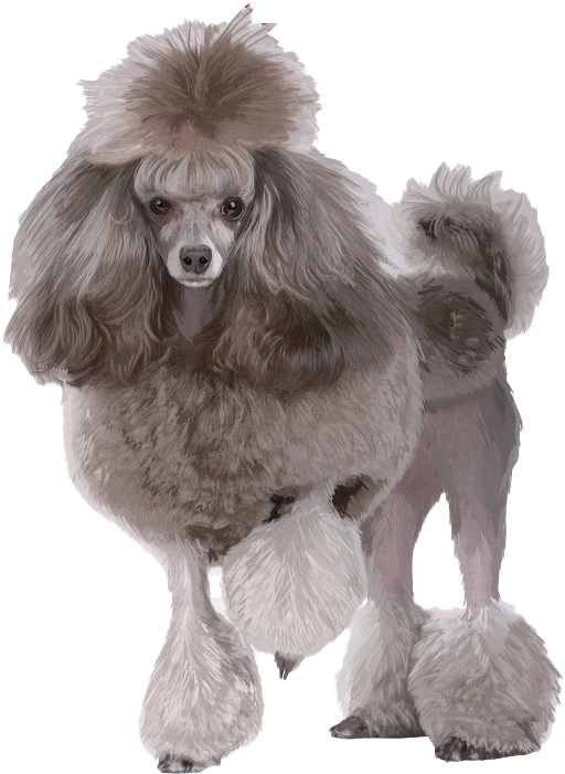 Puppy Dog 桌布 壁紙 — 一隻經過優雅修剪的灰色貴賓犬，頭部、尾巴和腳上有蓬鬆的絨球，站在純黑色背景前。