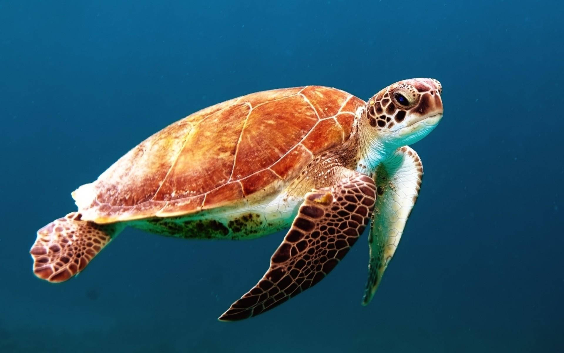Turtle 桌布 壁紙 — 一隻綠海龜優雅地滑過清澈的藍色海水，陽光從上方過濾而下。