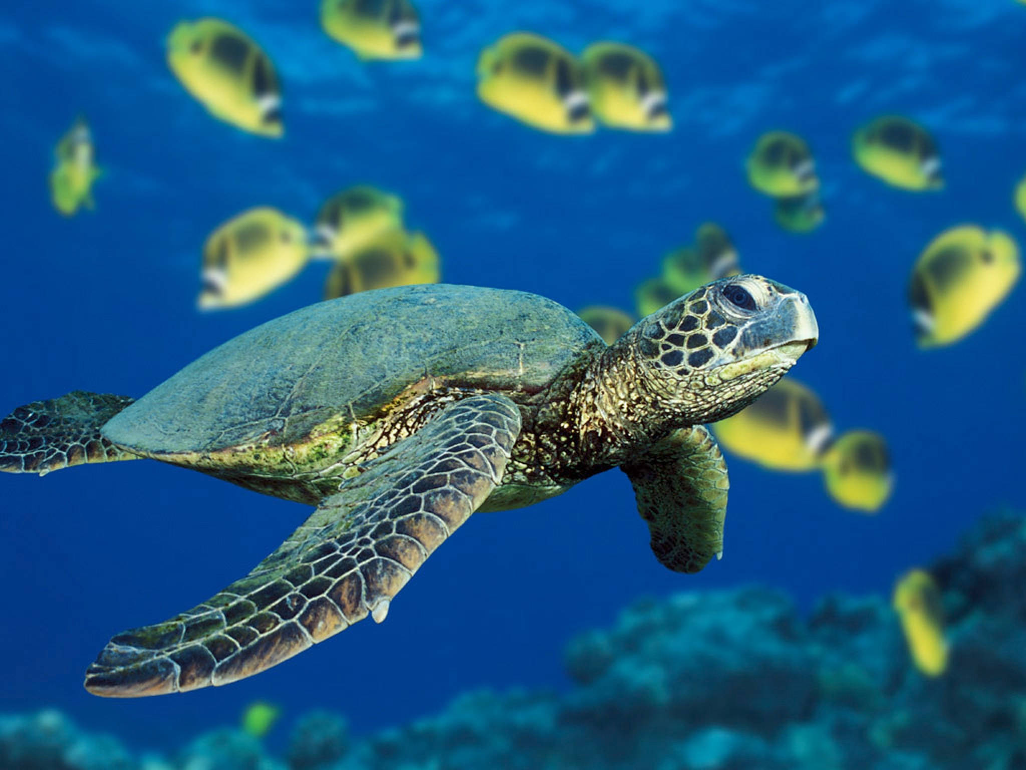 Turtle 桌布 壁紙 — 一隻綠海龜在充滿活力的藍色海水中優雅地滑行，周圍環繞著一群黃色蝴蝶魚。