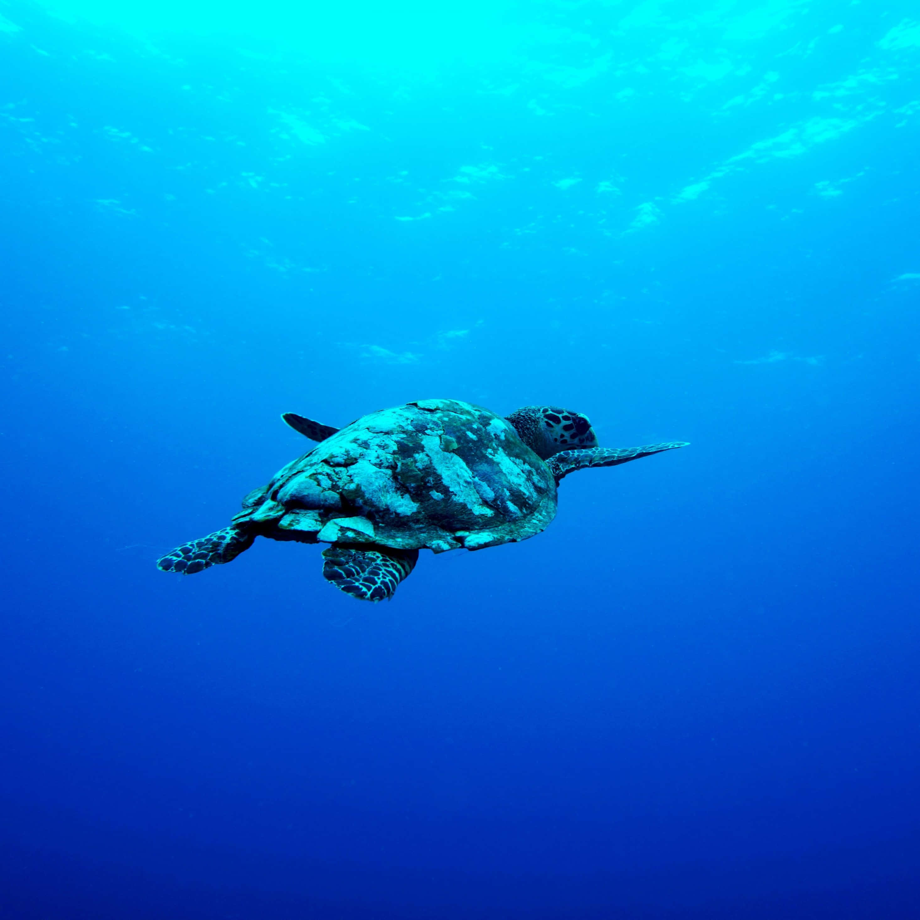 Underwater iPhone 桌布 壁紙 — 一隻綠海龜在明亮的陽光下優雅地滑過清澈的碧綠海水。
