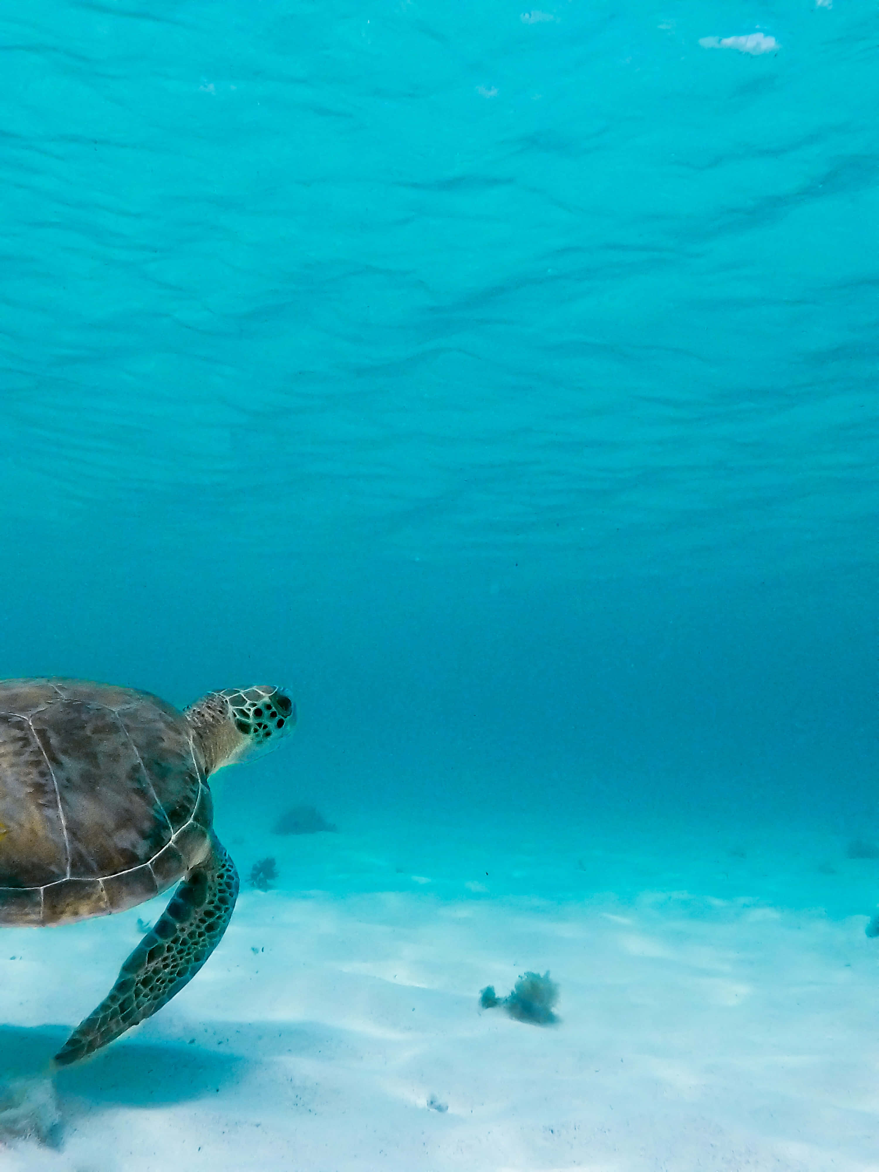 sea turtle 桌布 壁紙 — 一隻綠海龜在水晶般清澈的碧藍海水下，優雅地滑過陽光照耀的沙質海底。