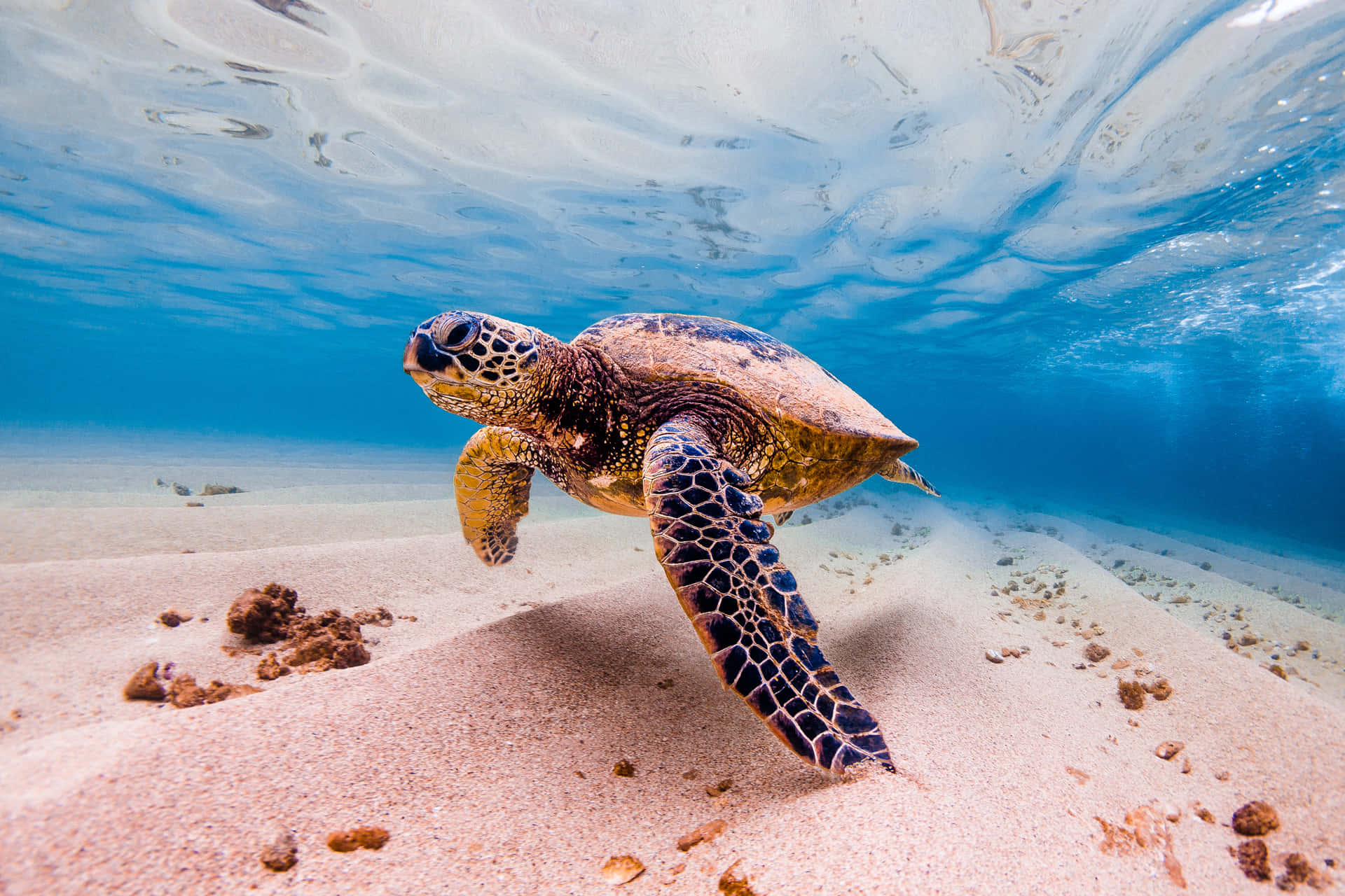 sea turtle 桌布 壁紙 — 一隻綠海龜在波光粼粼的藍色海水下，優雅地滑過陽光照耀的沙質海底。