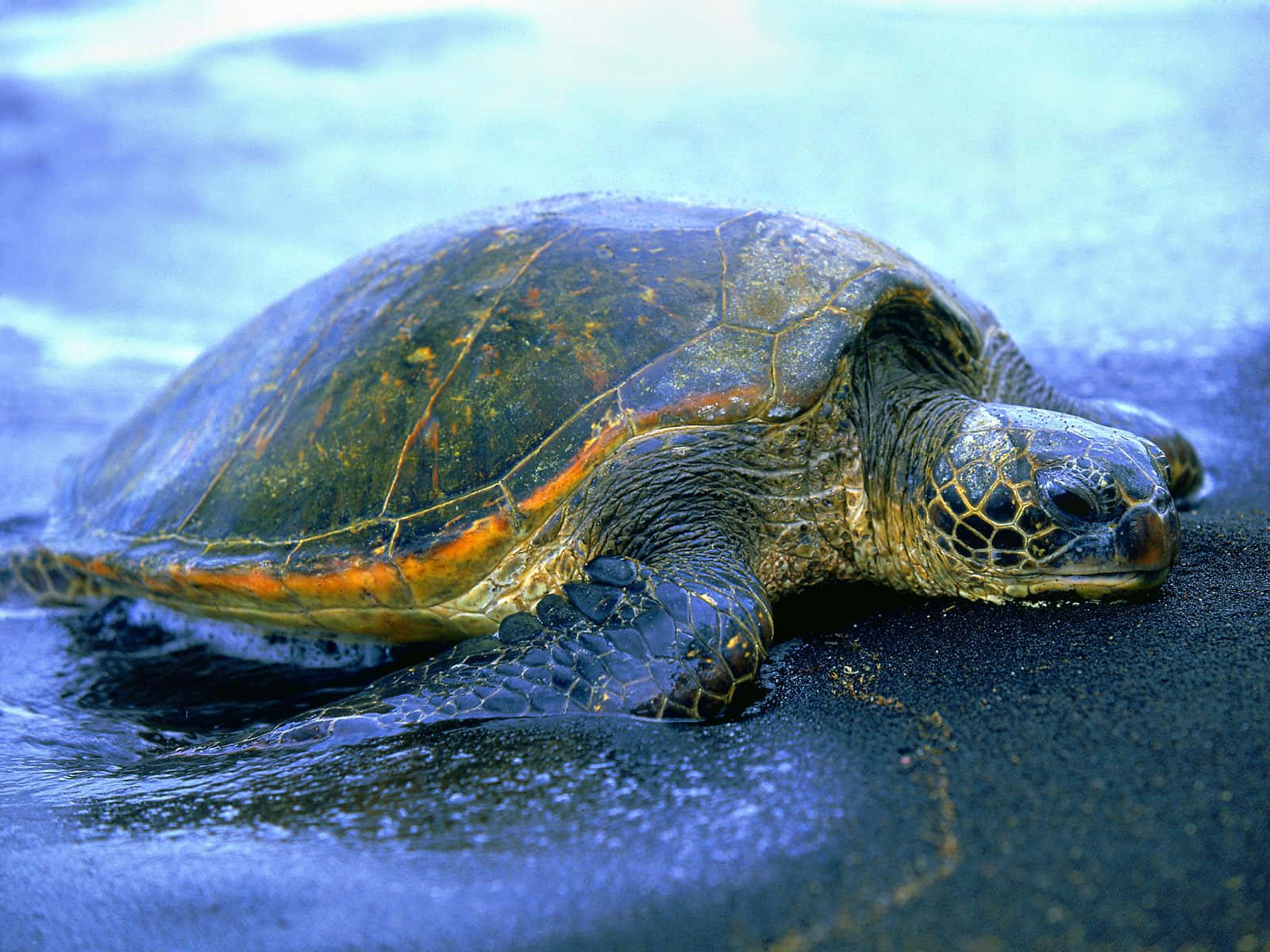 sea turtle 桌布 壁紙 — 一隻綠海龜在海洋邊緣的深色濕沙上休息，附近有輕柔的海浪拍打。