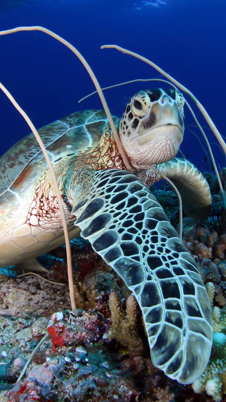 Sea Turtle iPhone 桌布 壁紙 — 一隻綠海龜在深藍色海水下優雅地游過色彩繽紛的珊瑚礁的特寫。