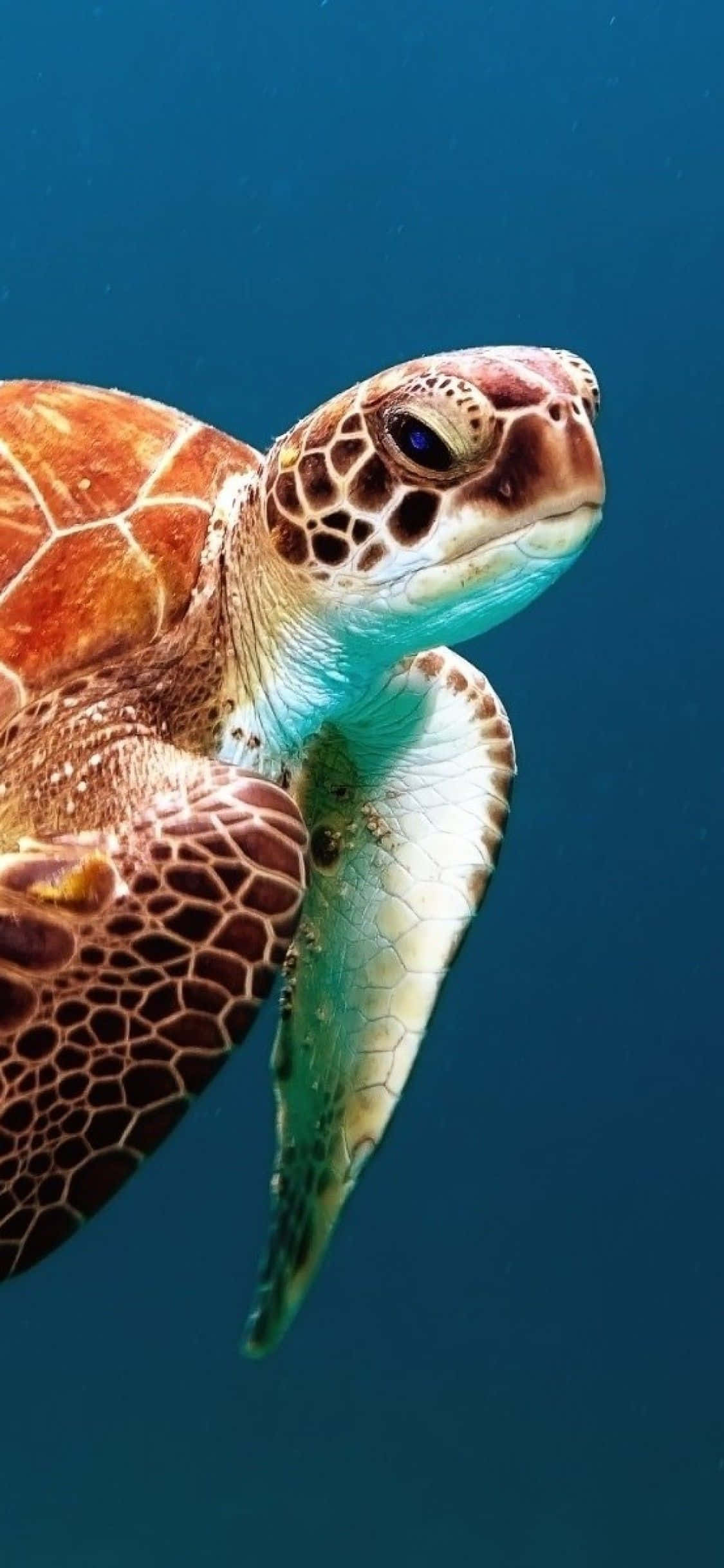 Turtle iPhone HD 桌布 壁紙 — 一隻綠海龜在深藍色海水中滑行的特寫，外殼和鰭狀肢細節清晰可見。