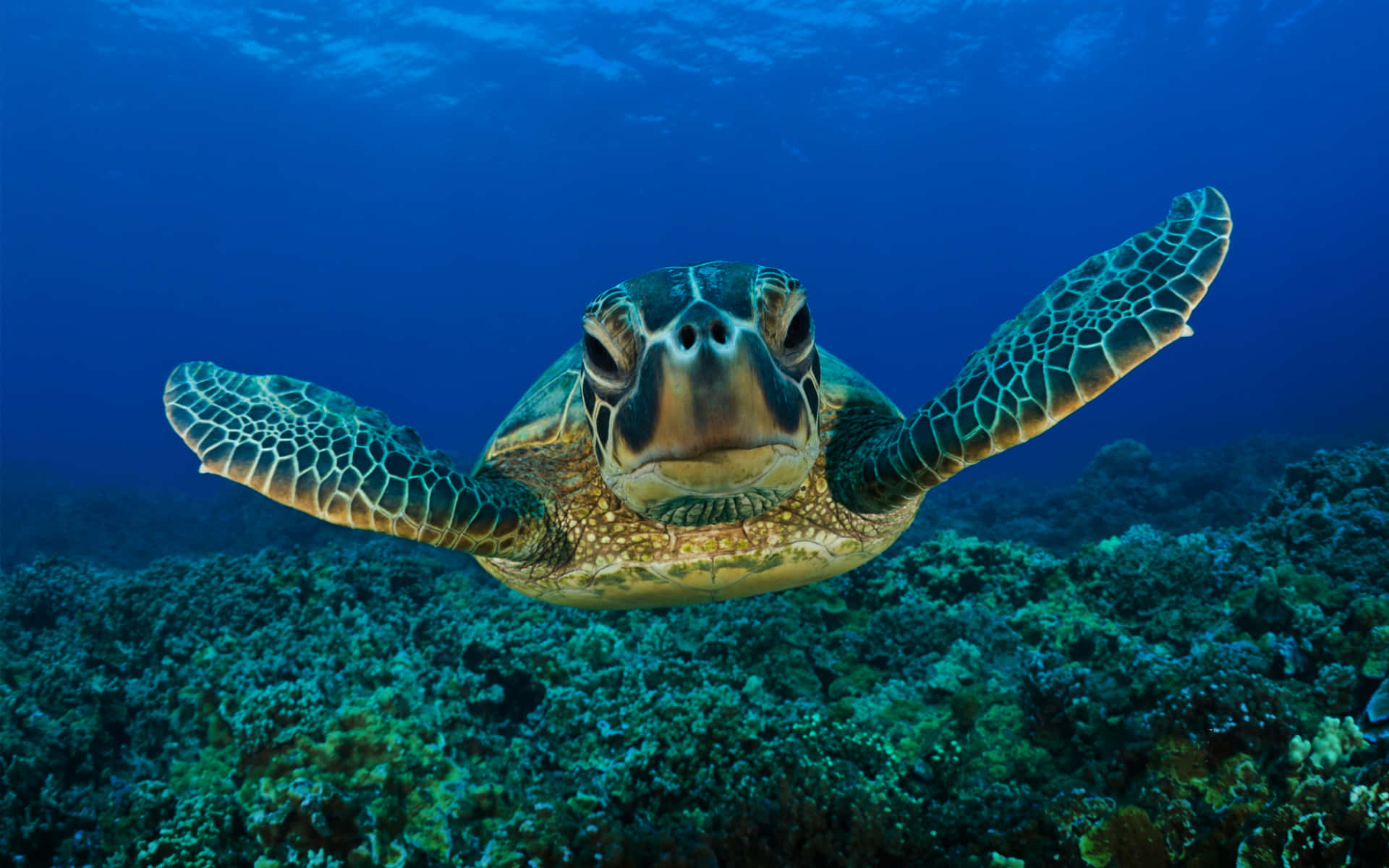 sea turtle 桌布 壁紙 — 一隻綠海龜在清澈湛藍的海水下優雅地滑過充滿活力的珊瑚礁。