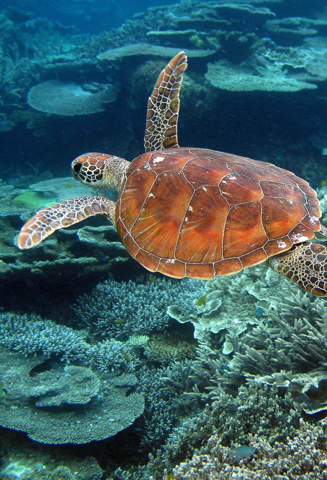 Swimming 桌布 壁紙 — 一隻綠海龜在清澈湛藍的熱帶水域中優雅地滑過色彩繽紛的珊瑚礁。