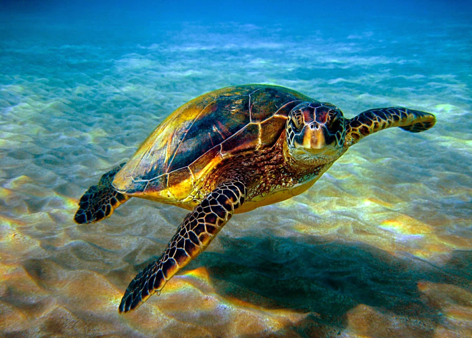 Turtle 桌布 壁紙 — 一隻綠海龜在清澈的碧綠海水中，優雅地滑過陽光斑駁的沙質海底。