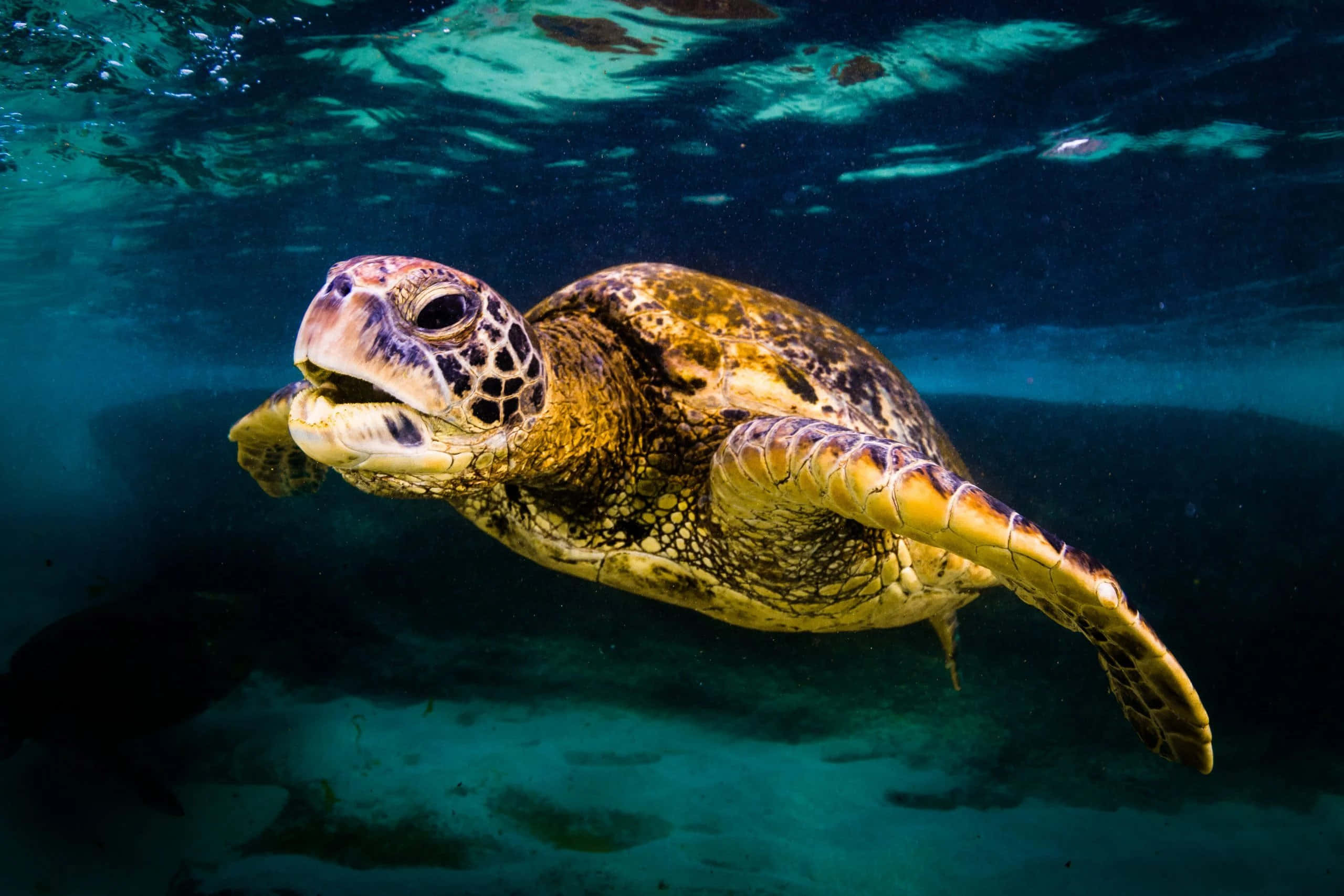 Turtle 桌布 壁紙 — 一隻綠海龜在清澈的藍綠色海水表面附近優雅滑行的特寫。