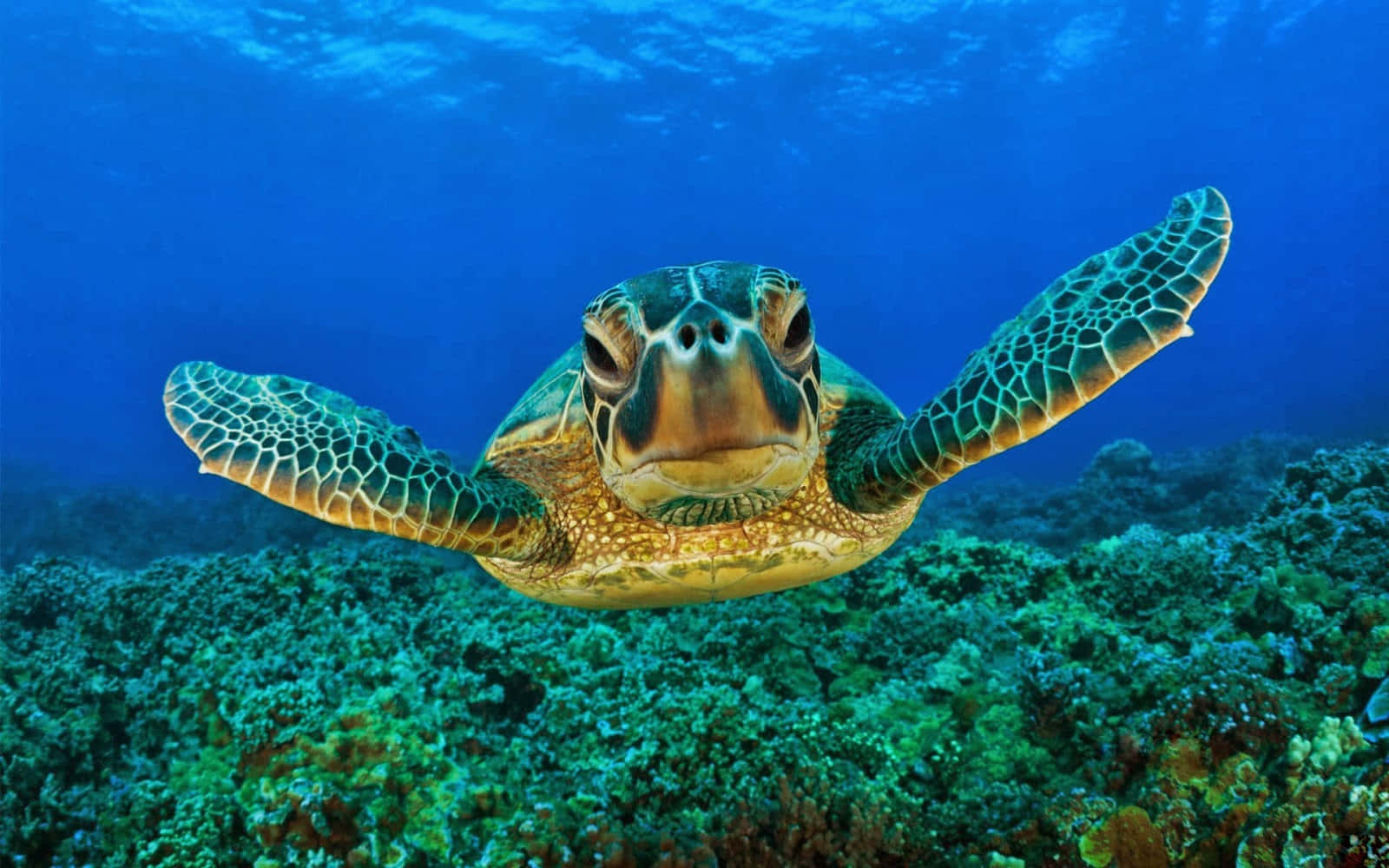 Turtle 桌布 壁紙 — 一隻綠海龜在清澈的藍色海水下優雅地滑過充滿活力的珊瑚礁。