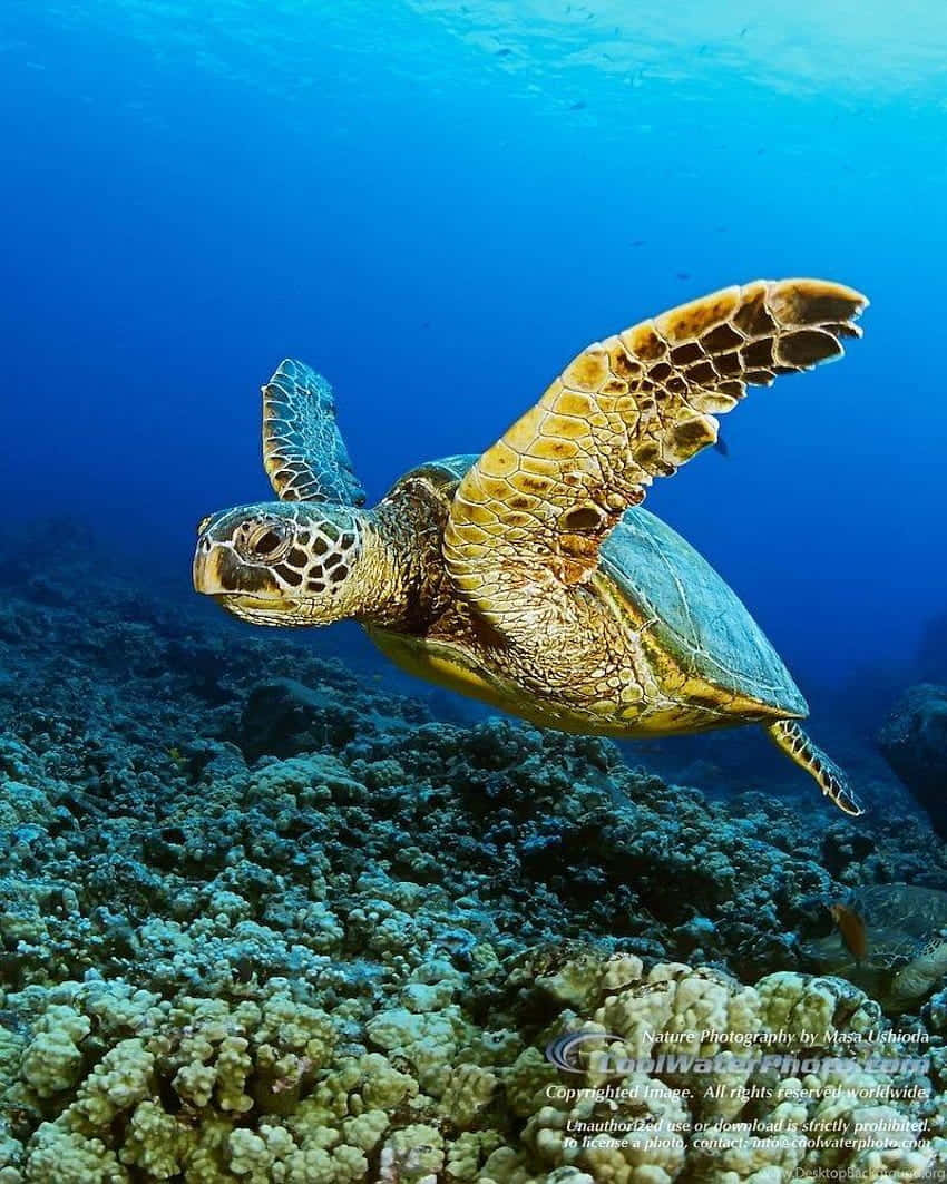 Turtle iPhone HD 桌布 壁紙 — 一隻綠海龜在清澈的藍色海洋中優雅地滑過色彩繽紛的珊瑚礁。