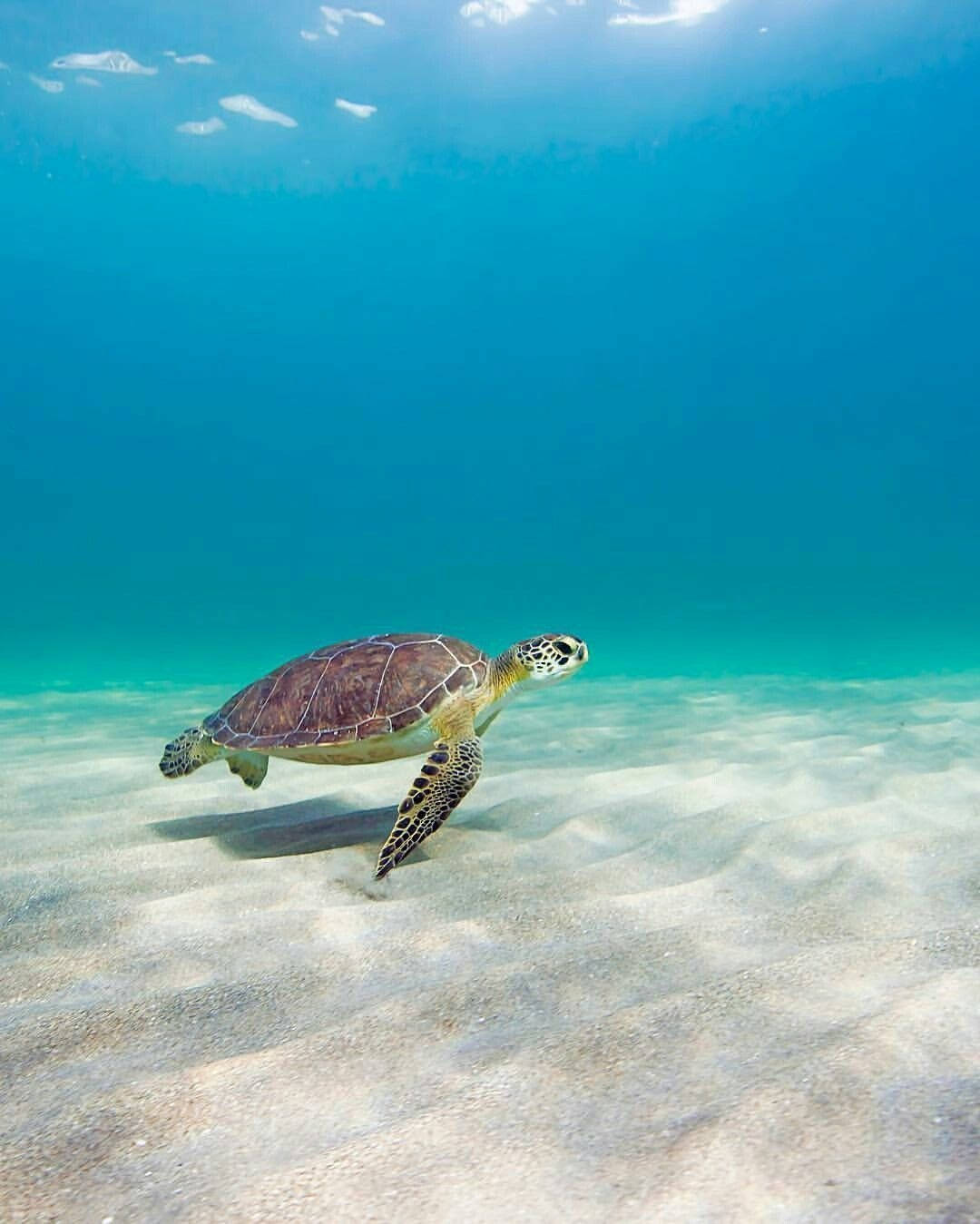 動物 桌布 壁紙 — 一隻綠海龜在清澈碧綠的海水下，優雅地滑過陽光照耀的沙質海底。