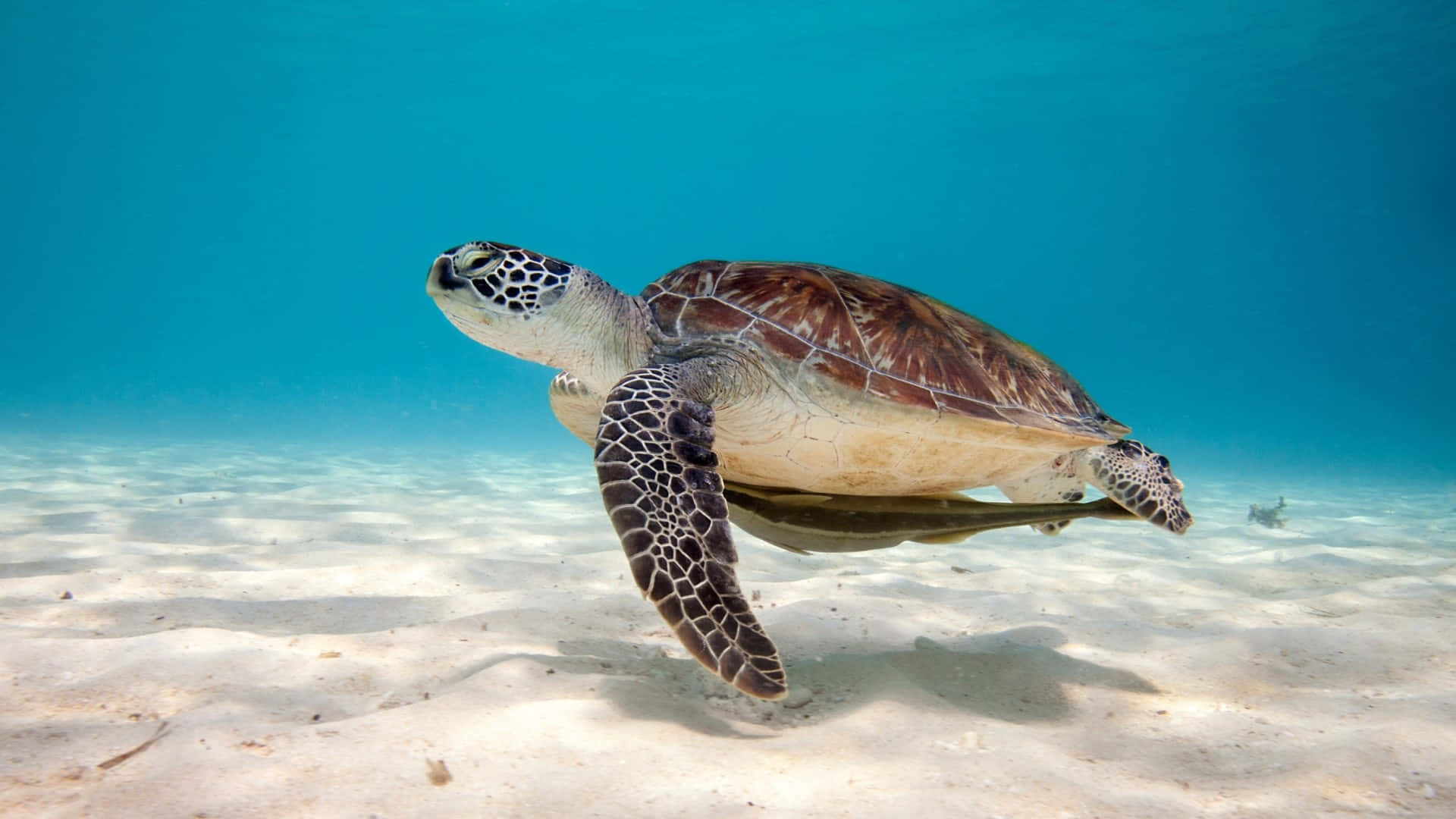 sea turtle 桌布 壁紙 — 一隻綠海龜在清澈碧綠的海水下，優雅地滑過陽光照耀的沙質海床。