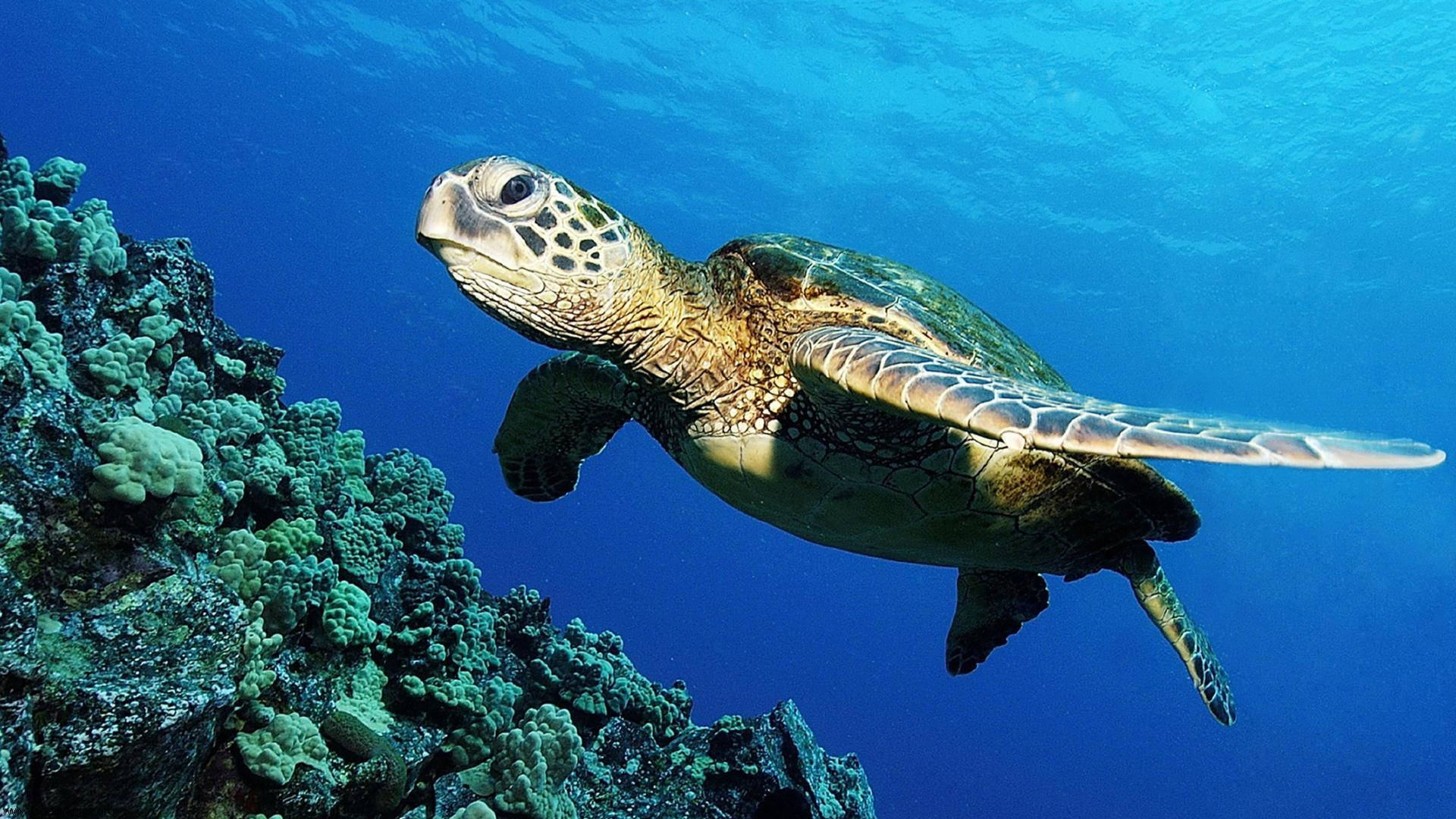 可愛烏龜 桌布 壁紙 — 一隻綠海龜在清澈碧綠的海水中優雅地滑過色彩繽紛的珊瑚群。