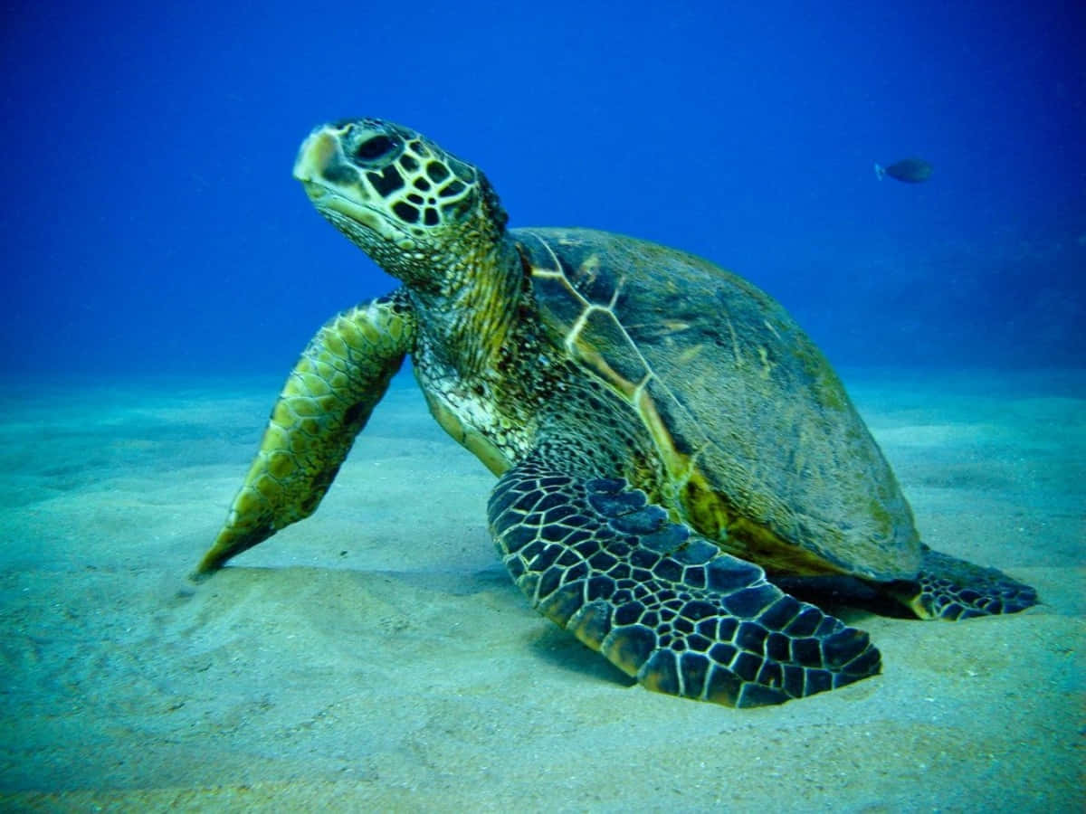 sea turtle 桌布 壁紙 — 一隻綠海龜在清澈藍色海水下的沙質海底優雅地休息，附近有一條小魚游過。