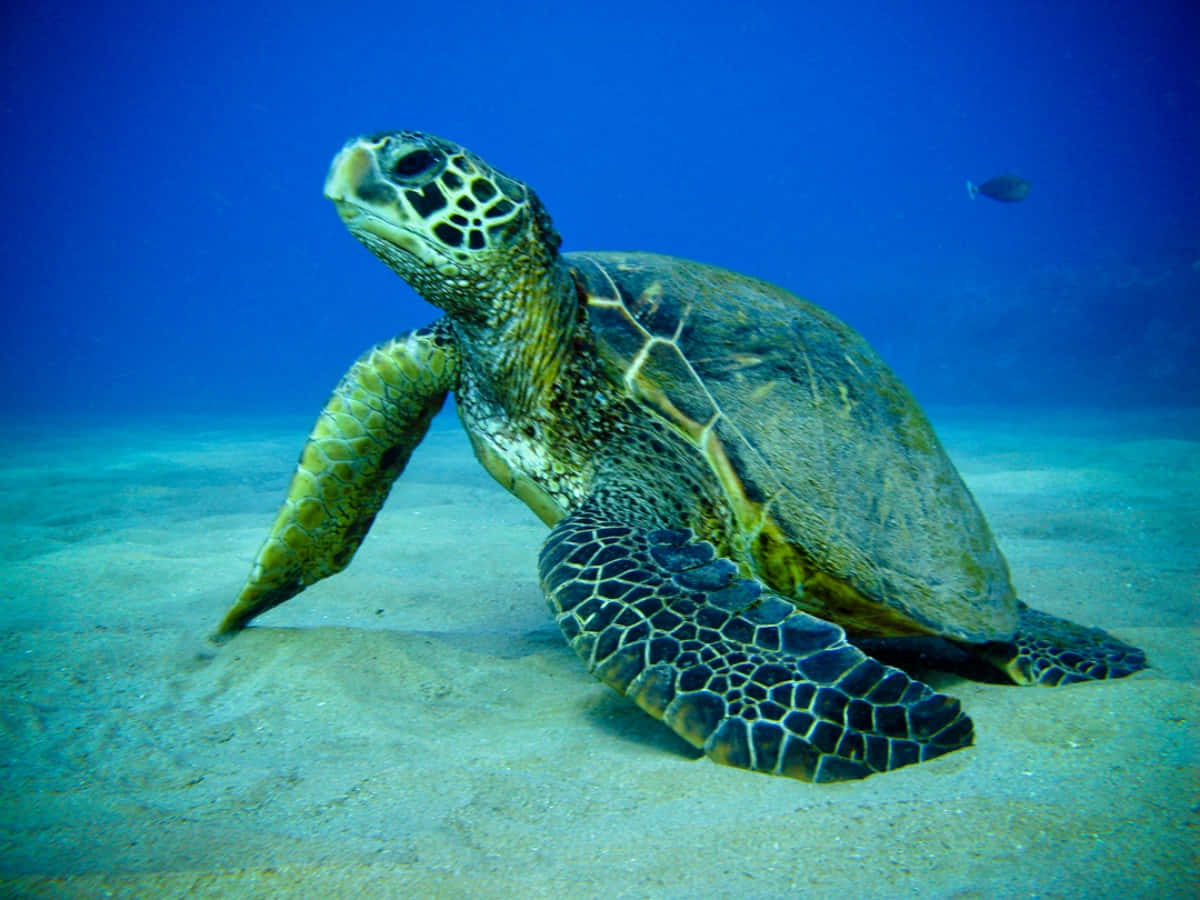 Turtle 桌布 壁紙 — 一隻綠海龜在清澈藍色海水下的沙質海底優雅地休息，附近有一條小魚游過。
