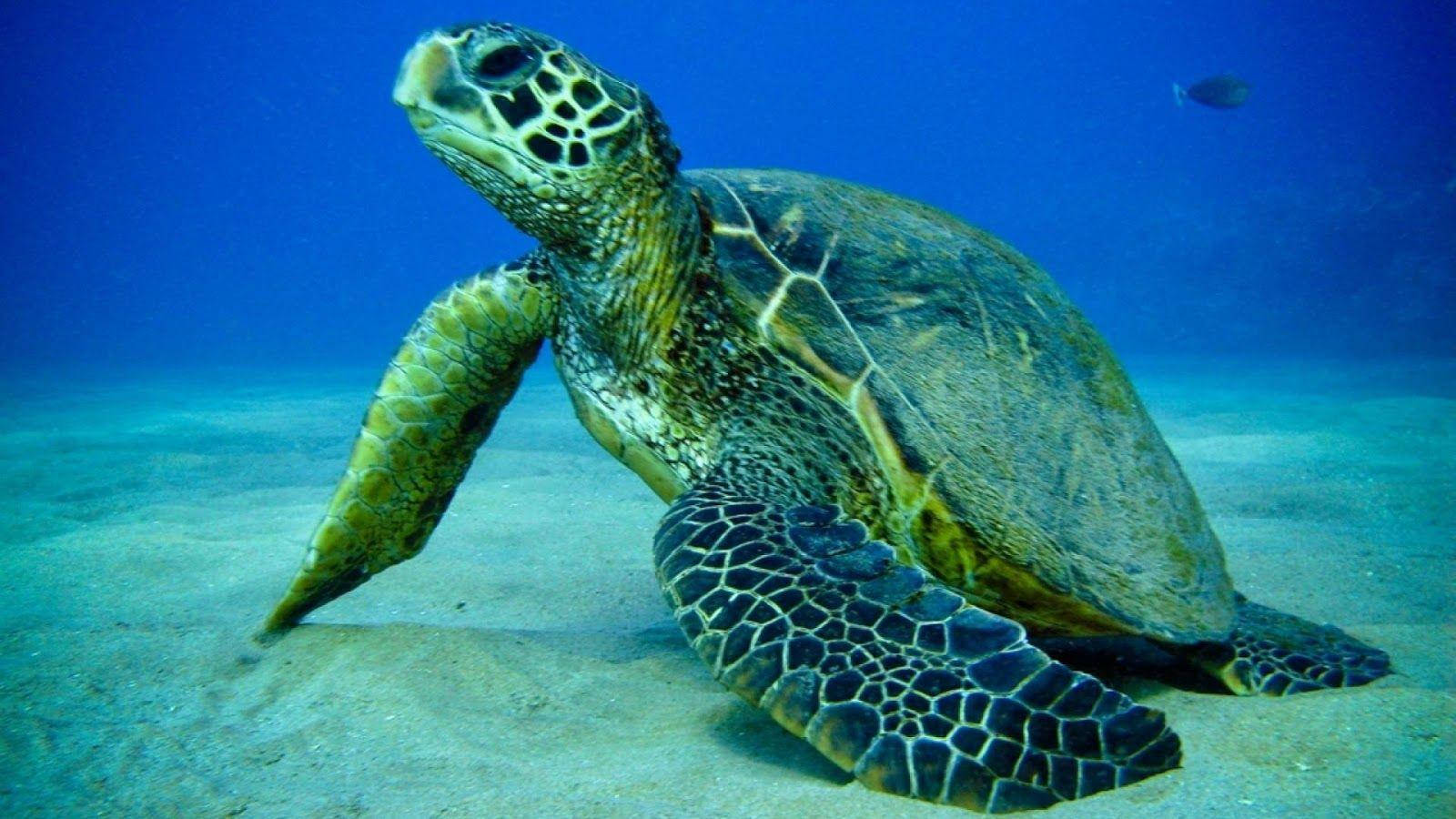 Turtle 桌布 壁紙 — 一隻綠海龜在清澈藍色海水下的沙質海底優雅地休息，附近有一條小魚游過。