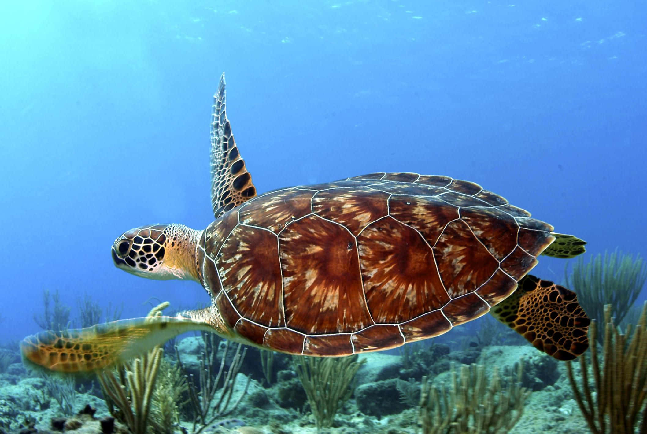 Turtle 桌布 壁紙 — 一隻綠海龜在珊瑚礁上方的清澈藍色海水中優雅地滑行。