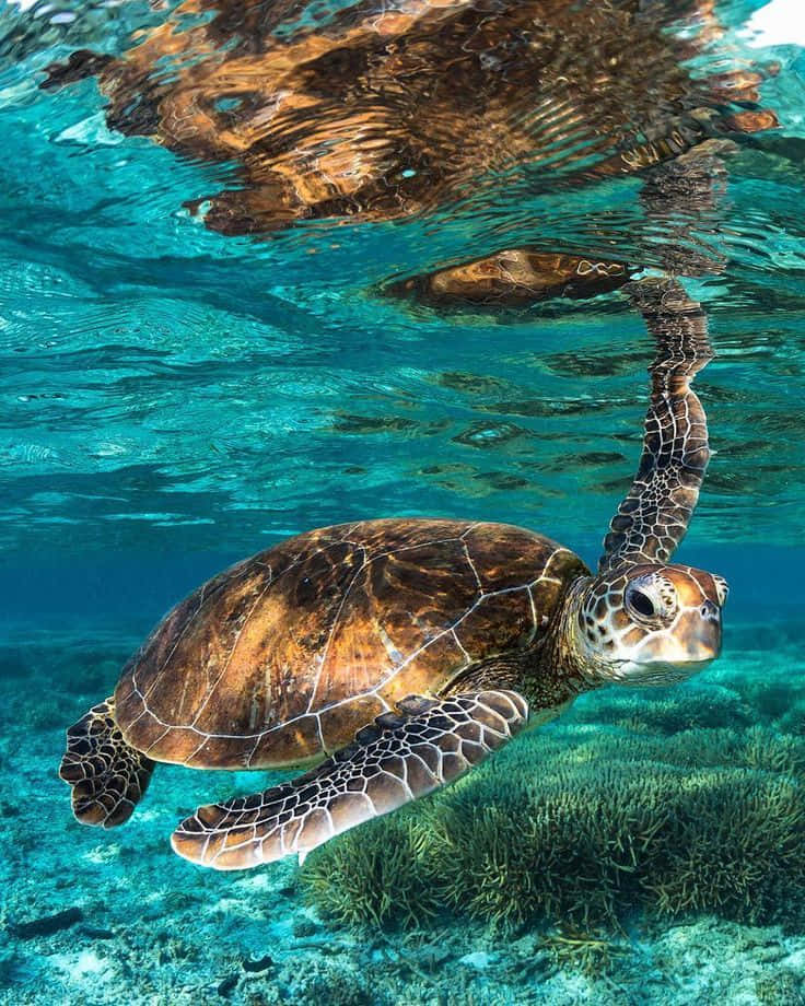 海洋 桌布 壁紙 — 一隻綠海龜在珊瑚礁上方的碧綠海水中優雅滑行，陽光從上方穿透而下。