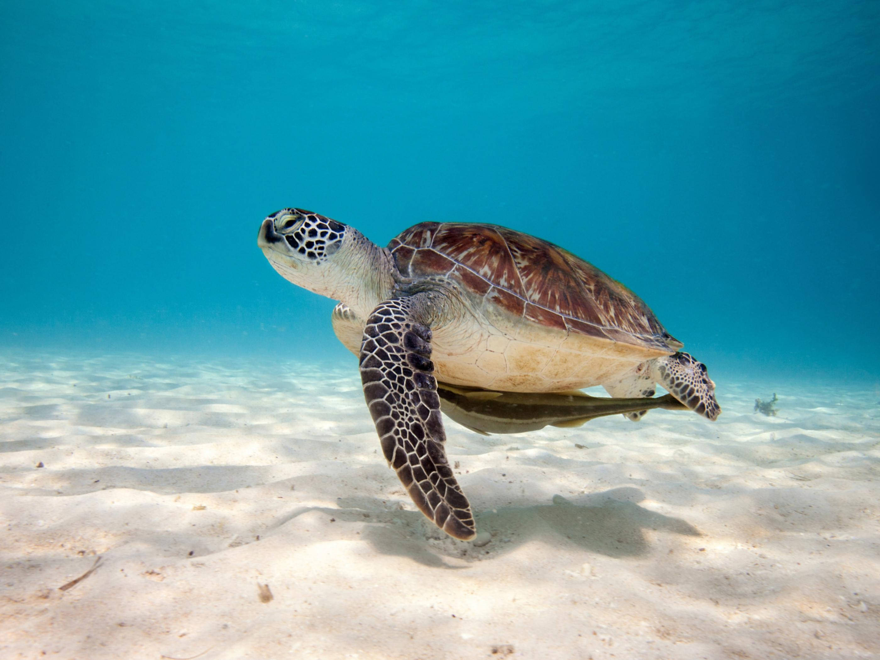Turtle 桌布 壁紙 — 一隻綠海龜在陽光照射的沙質海床上，於清澈的碧綠海水中優雅地滑行。