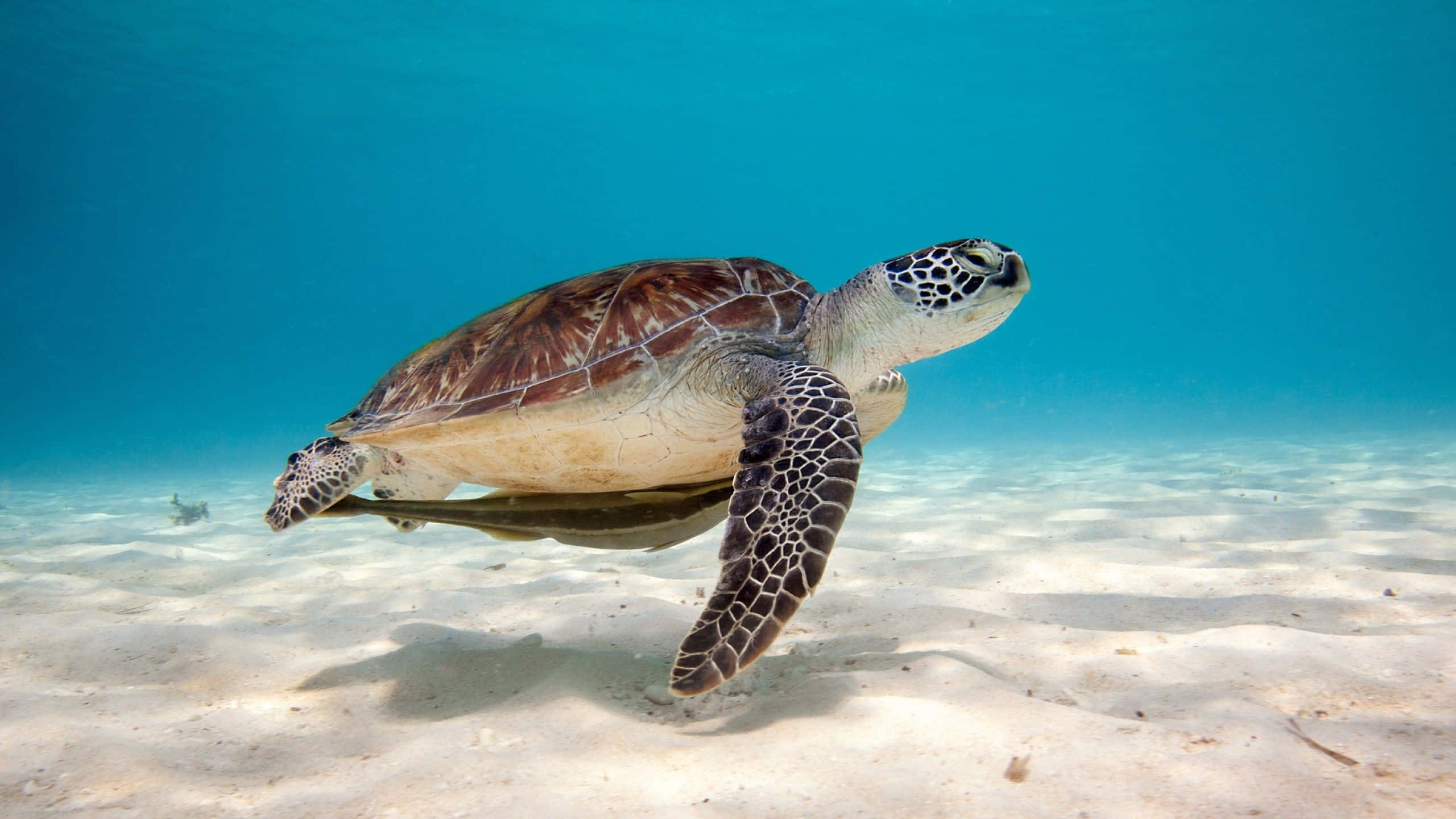 Turtle iPhone HD 桌布 壁紙 — 一隻綠海龜在陽光照耀的沙質海床上，於清澈碧綠的海水中優雅地滑行。