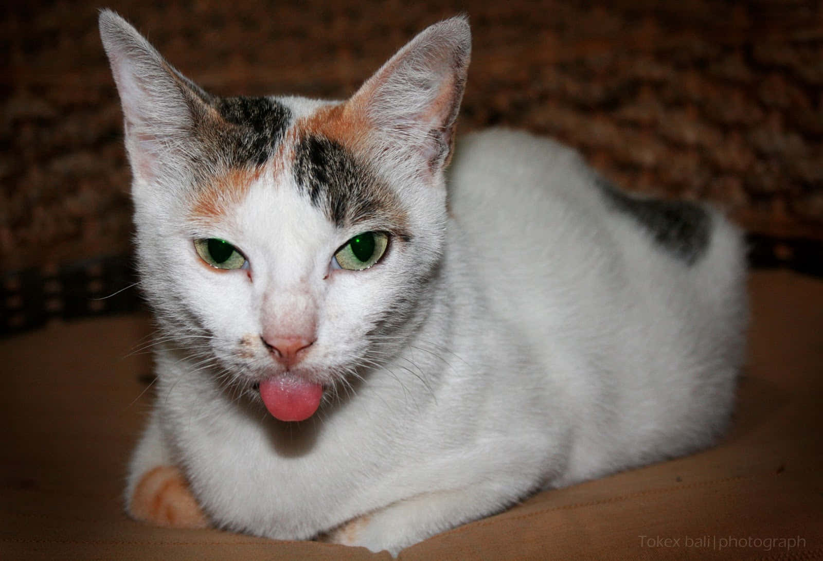 Silly Cat 桌布 壁紙 — 一隻綠眼三色貓在編織表面上躺著，伸出粉紅色的舌頭。