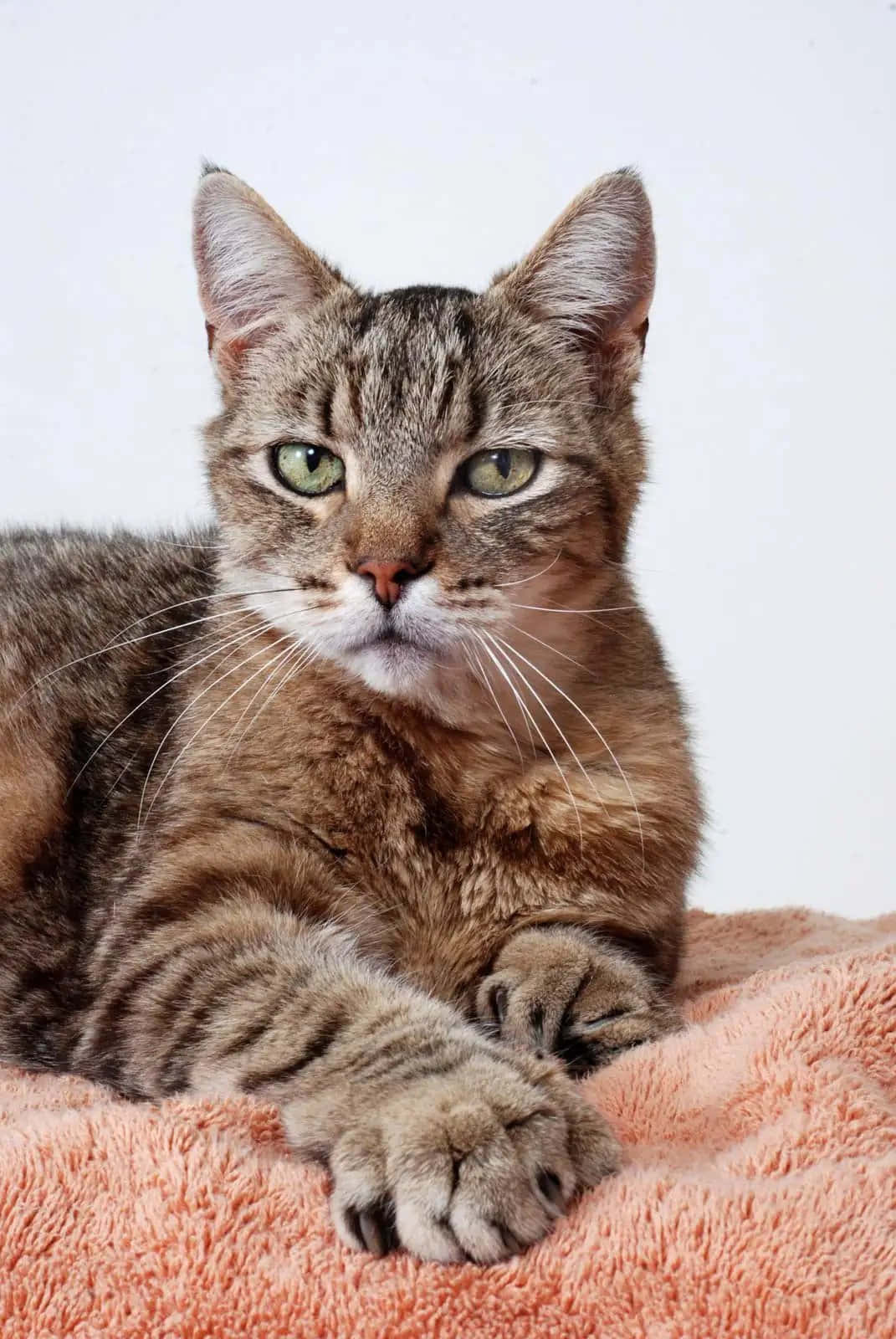 Cats 桌布 壁紙 — 一隻綠眼睛的虎斑貓在純白色背景前，在桃色毛毯上威風凜凜地躺臥。
