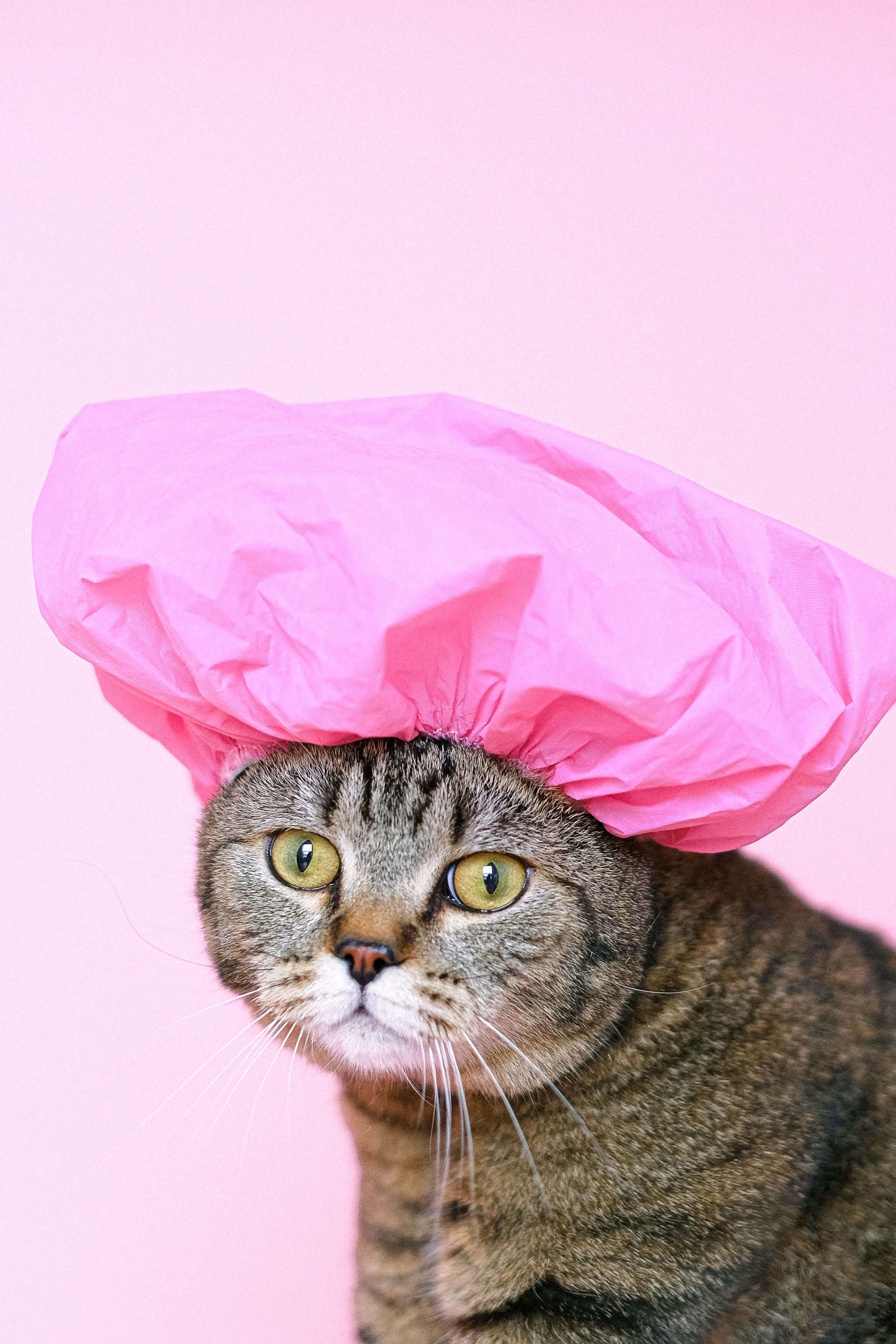 Cute Cat Pfp 桌布 壁紙 — 一隻綠眼睛的虎斑貓在純粉紅色背景上戴著一頂亮粉紅色浴帽。