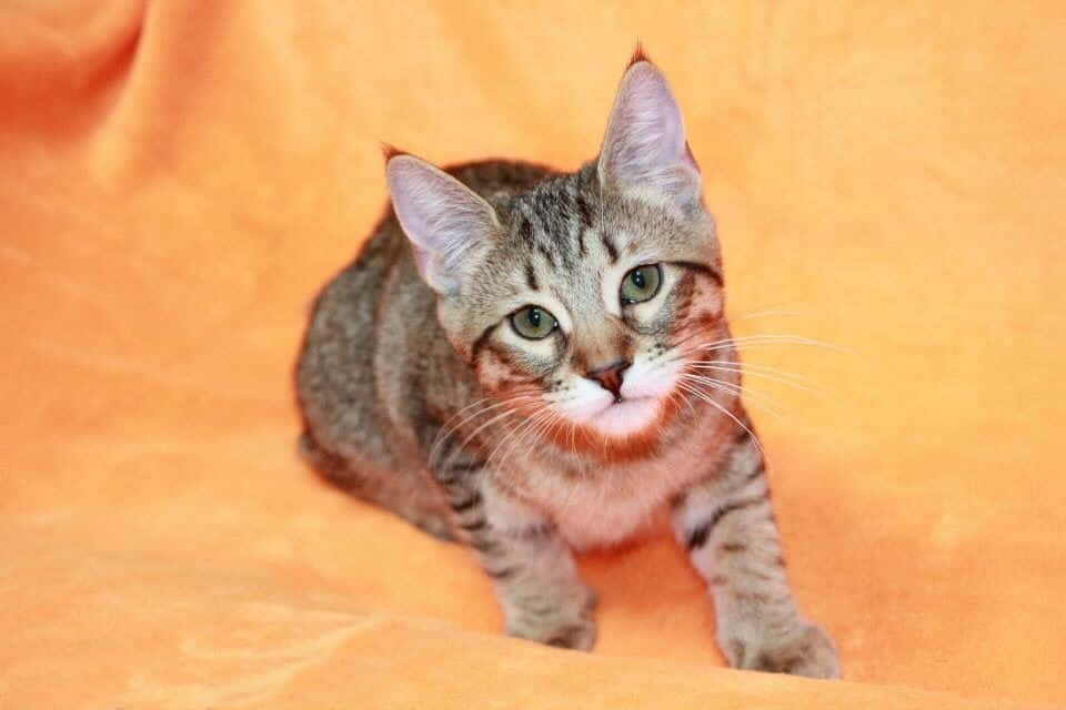 Pixie-bob Cat 桌布 壁紙 — 一隻綠眼睛的虎斑貓警覺地坐在柔軟的橙色布料上，用好奇的表情直視相機。
