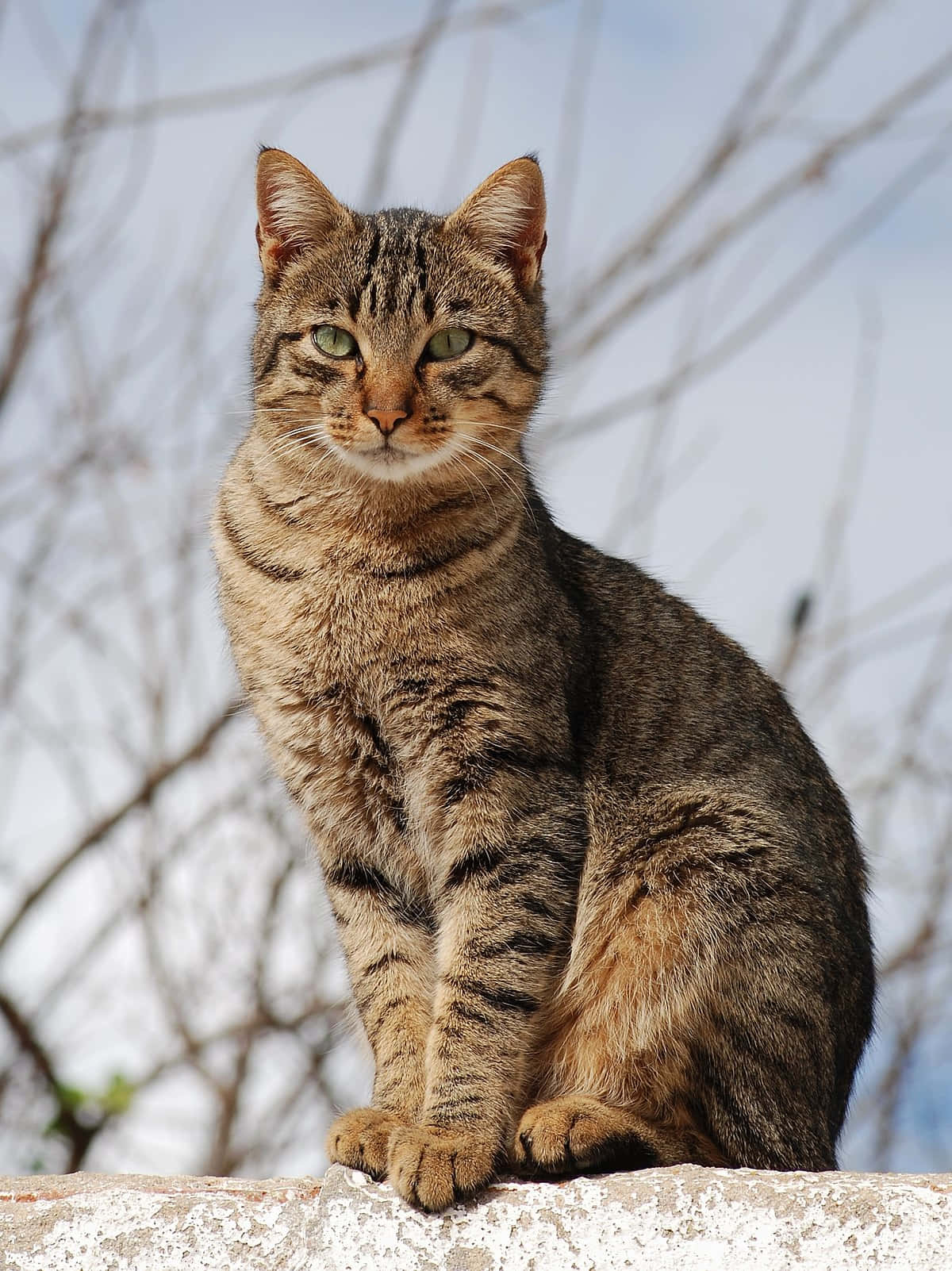 Cats 桌布 壁紙 — 一隻綠眼睛的虎斑貓警覺地坐在風化的石牆上，背景是光禿禿的樹枝和蒼白的天空。
