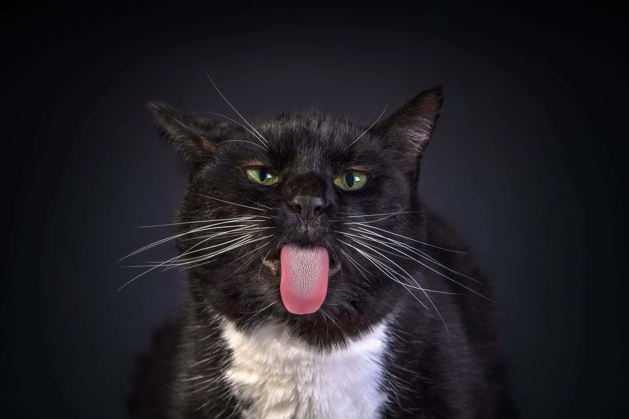 Silly Cat 桌布 壁紙 — 一隻綠眼睛的黑貓在深色漸變背景上伸出粉紅色的舌頭。